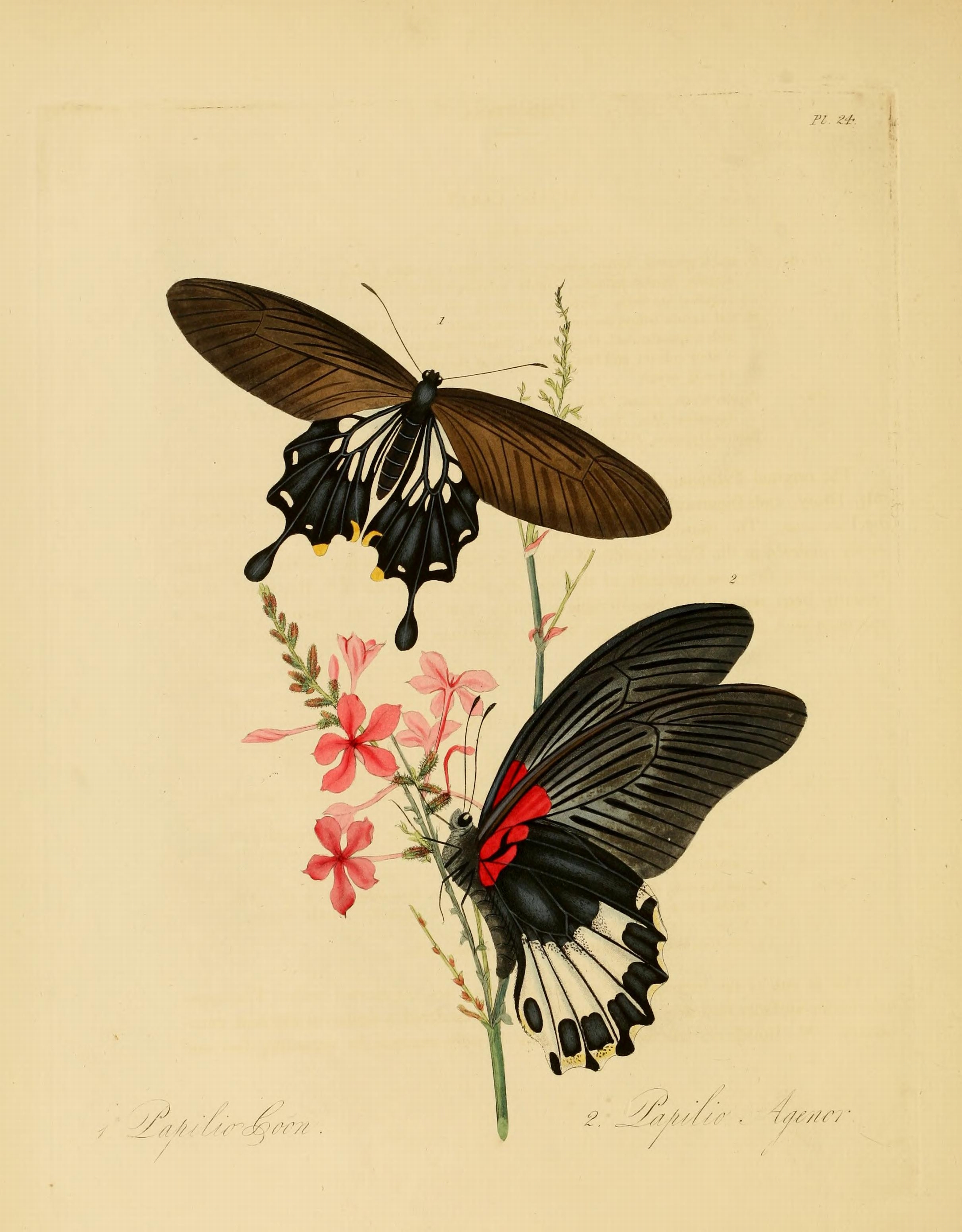 Donovan - Insects of China, 1838 - pl 24