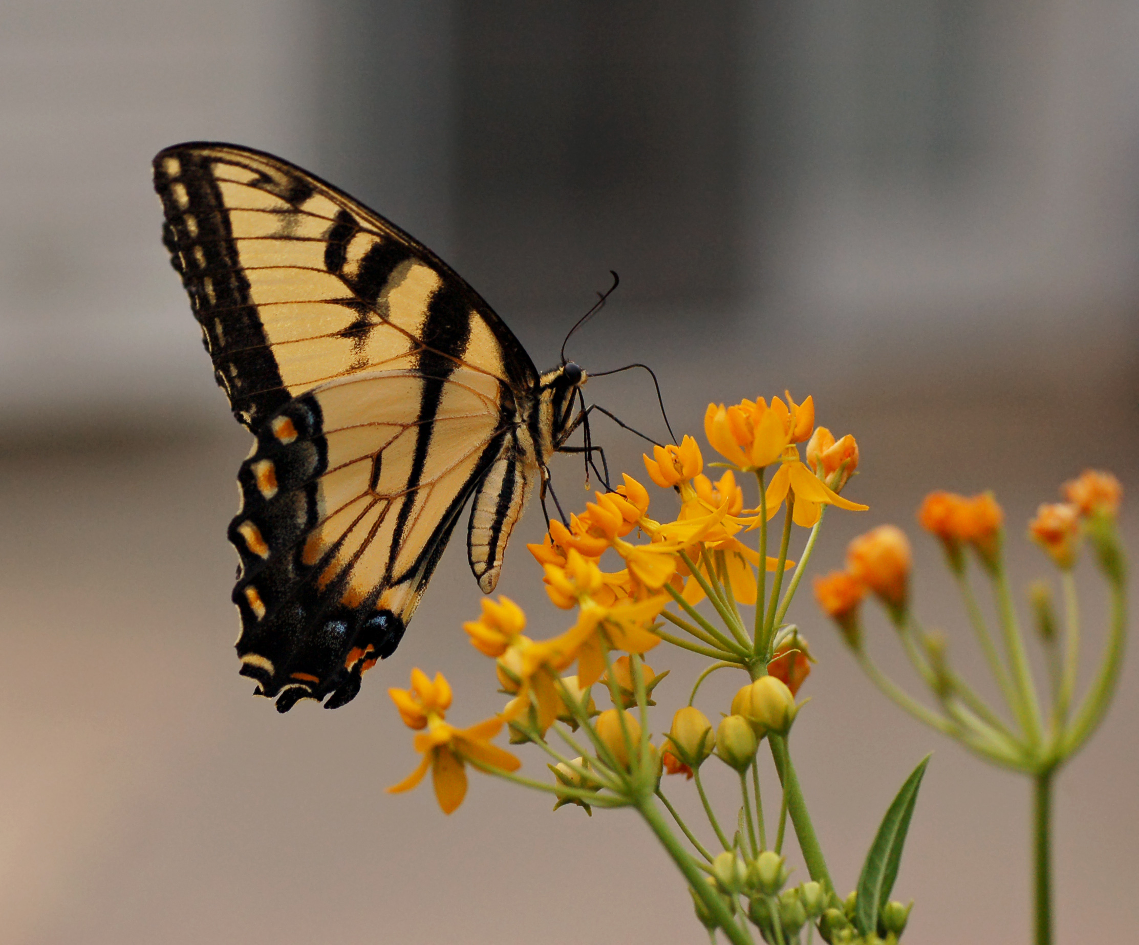 Eastern Tiger Swallowtail Papilio glaucus on Milkweed Hybrid 2225px
