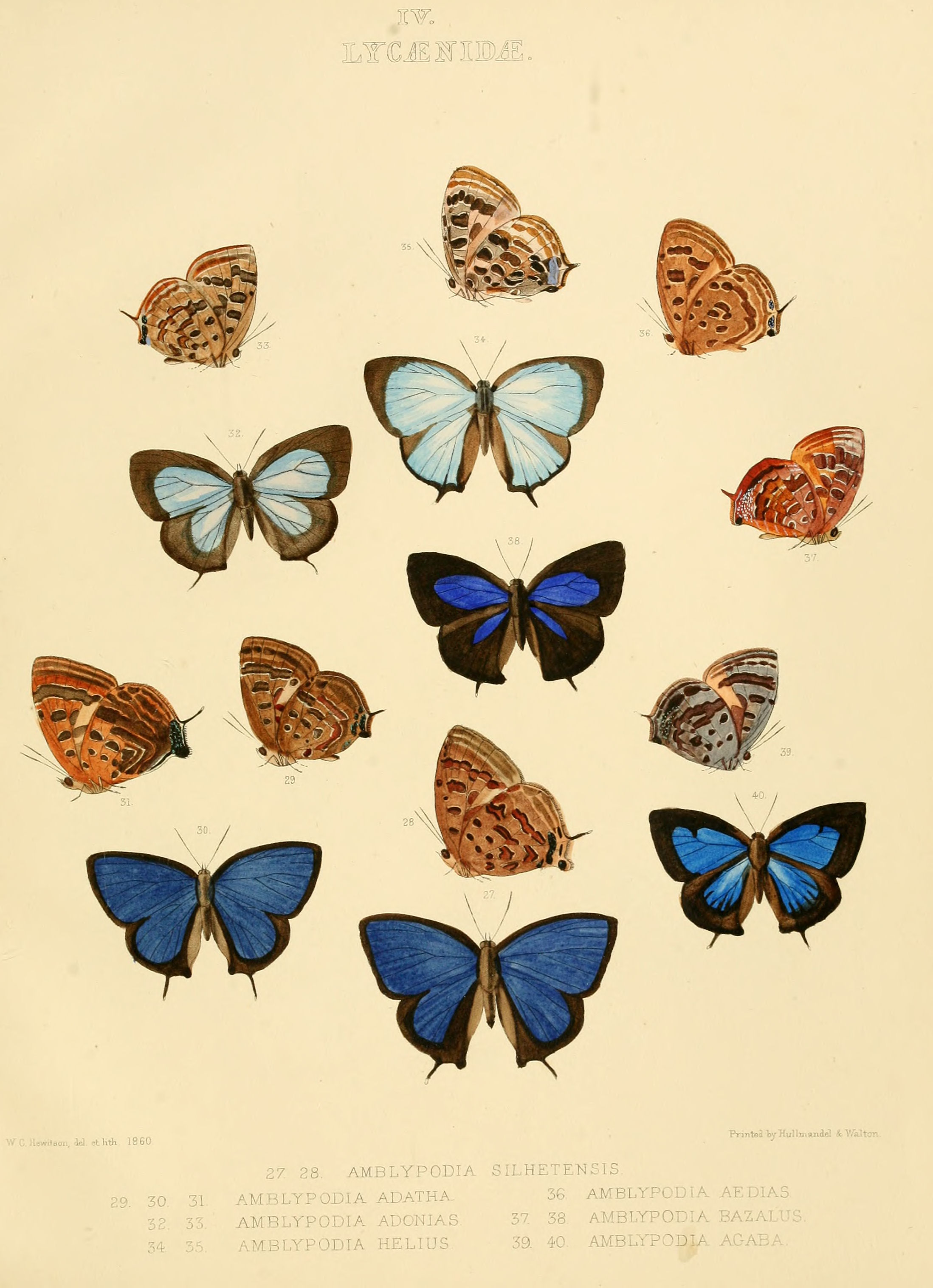Illustrations of diurnal Lepidoptera British Museum Catalogue IV