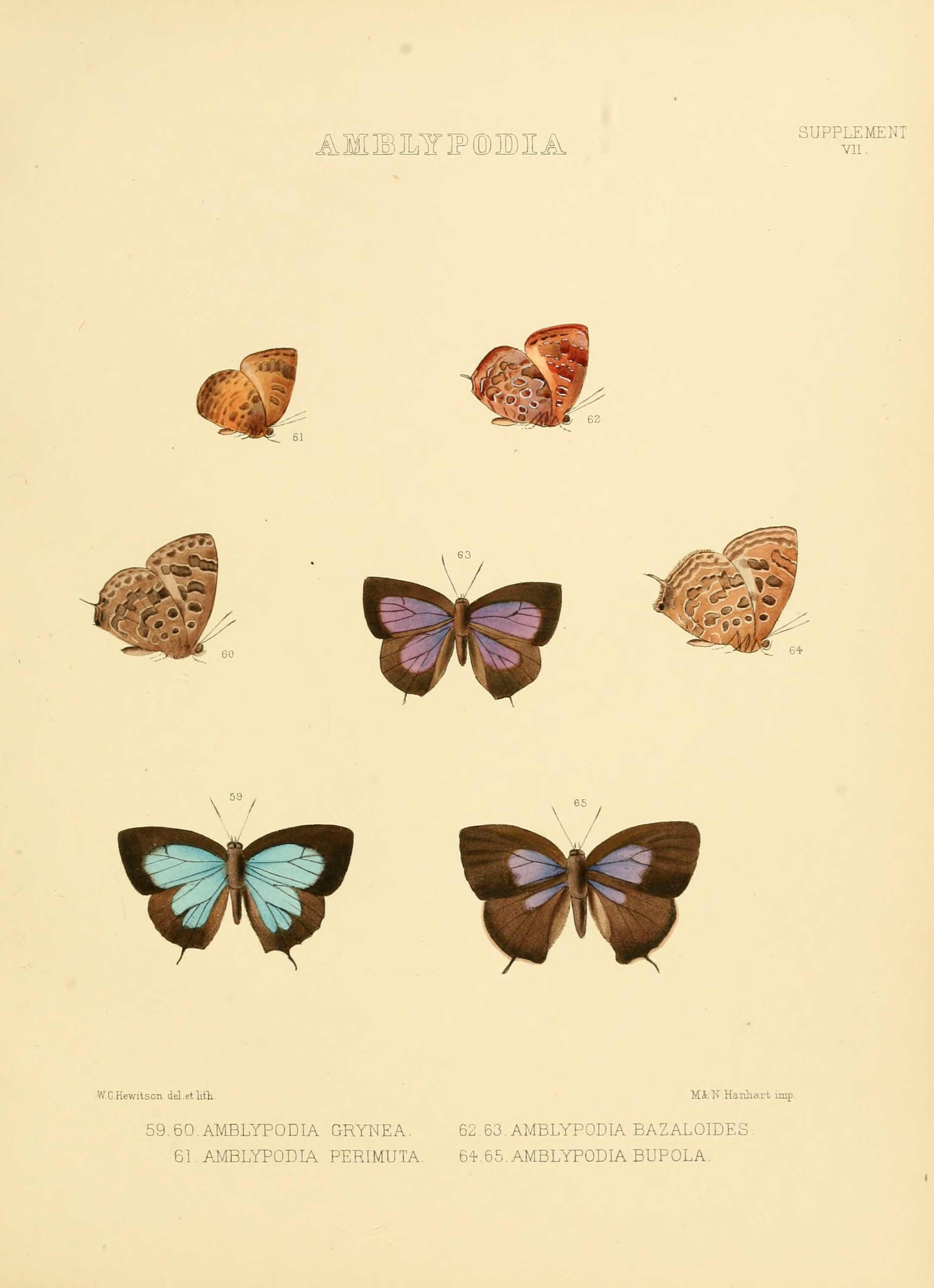 Illustrations of diurnal Lepidoptera Supplement VII
