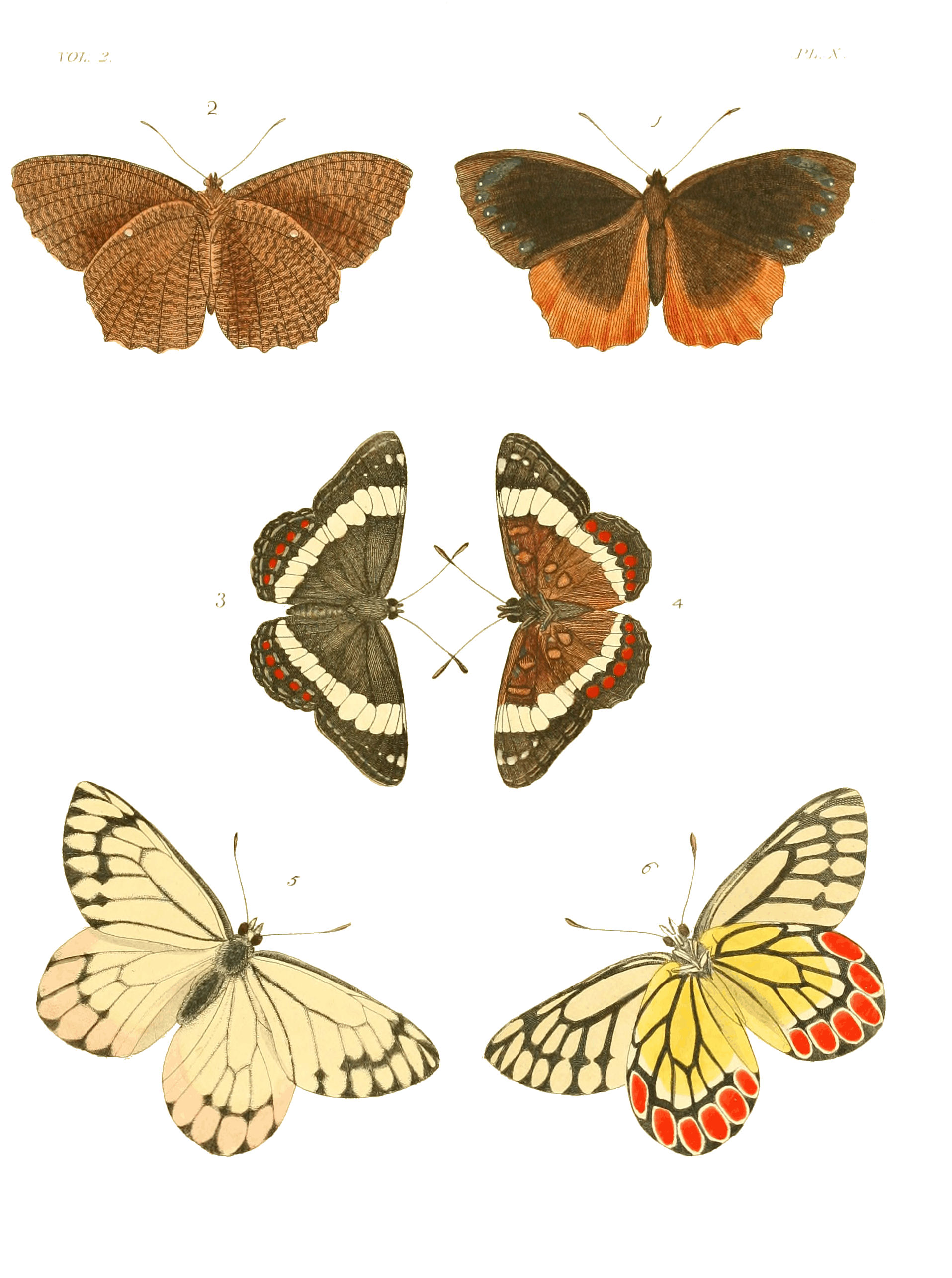 Illustrations of Exotic Entomology II 10