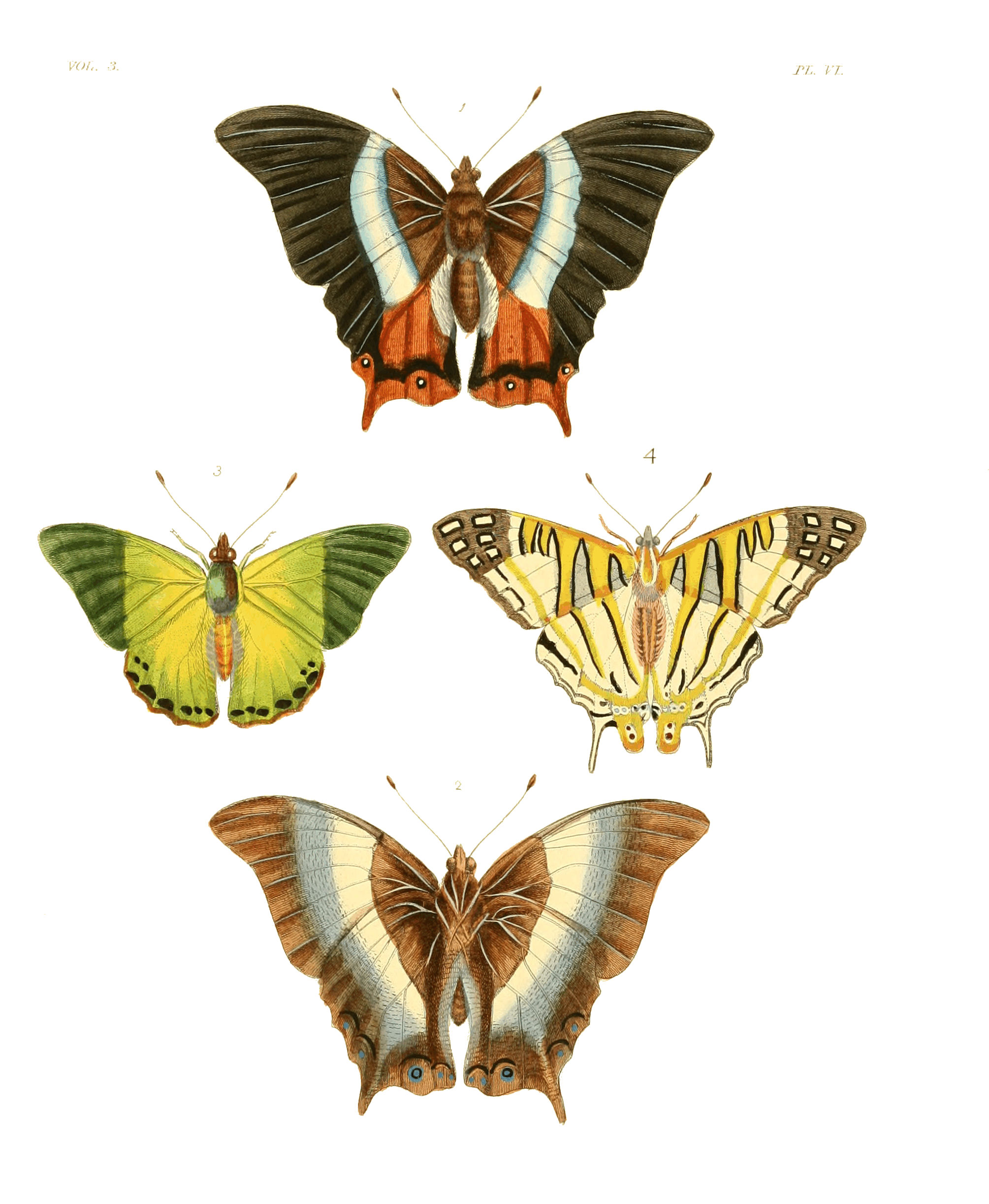 Illustrations of Exotic Entomology III 06