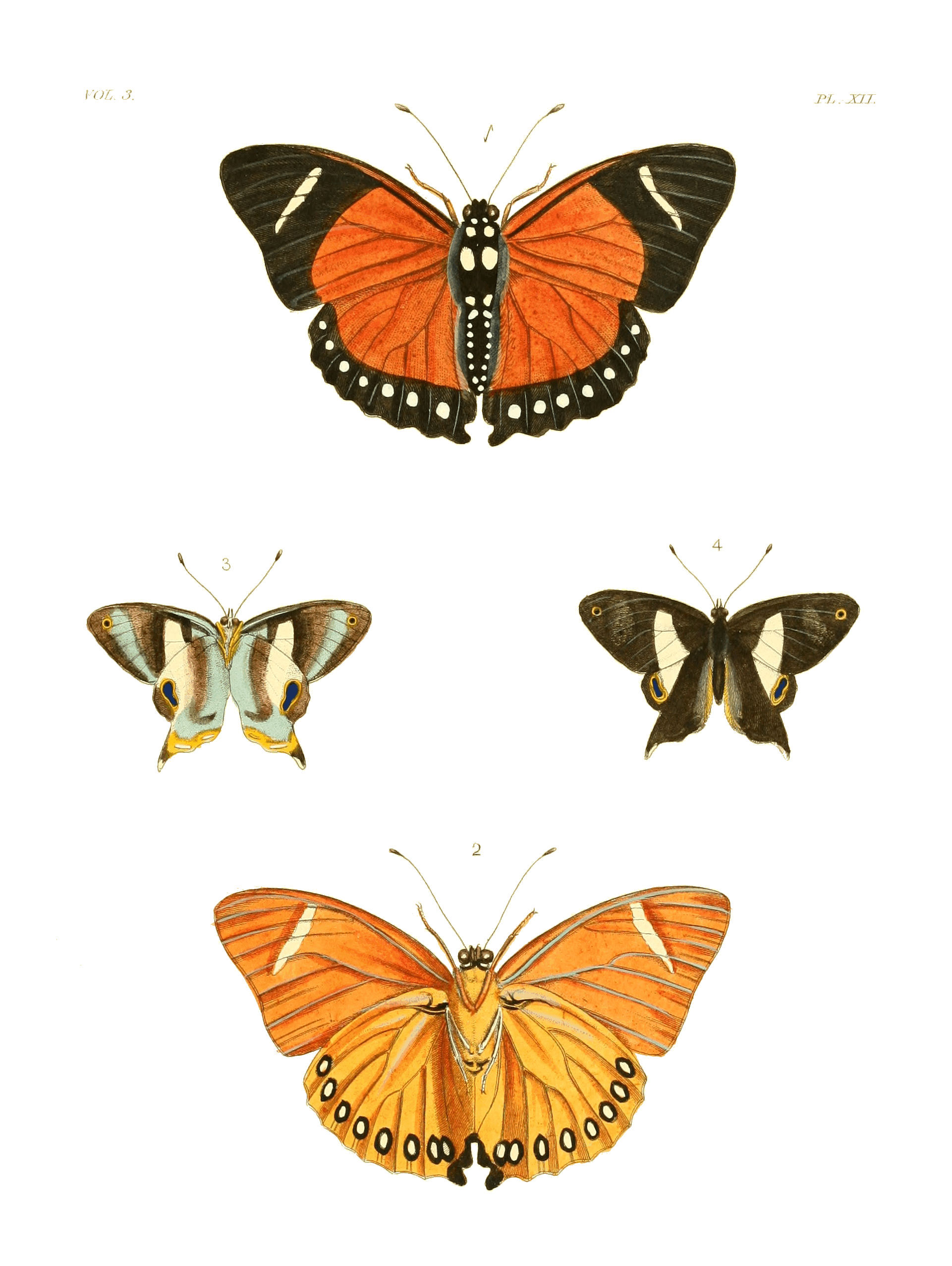 Illustrations of Exotic Entomology III 12