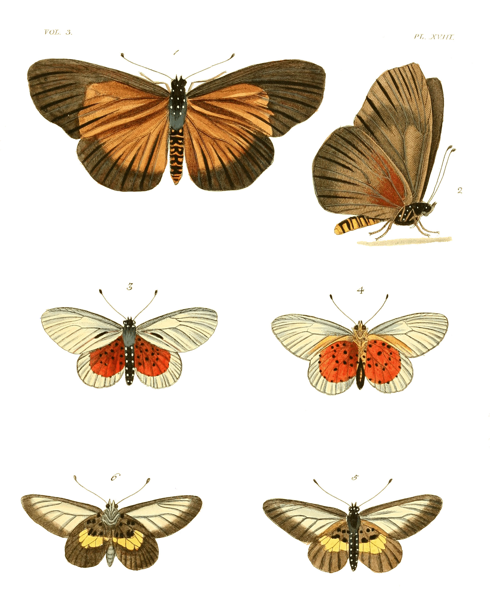 Illustrations of Exotic Entomology III 18