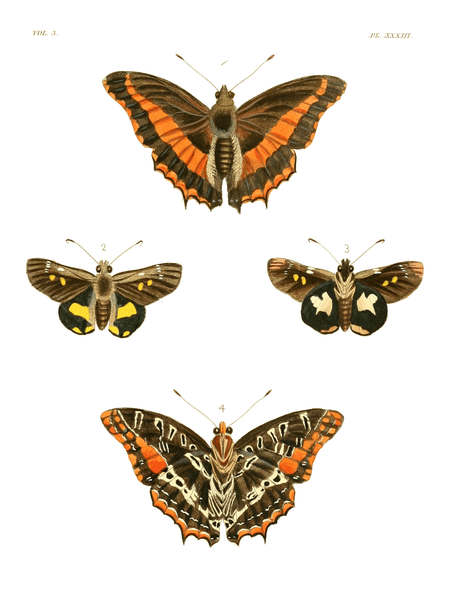 Illustrations of Exotic Entomology III 33
