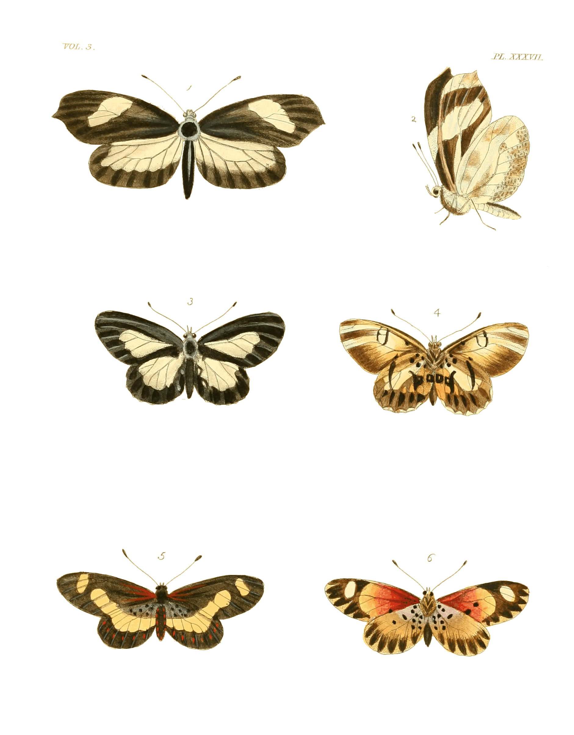 Illustrations of Exotic Entomology III 37