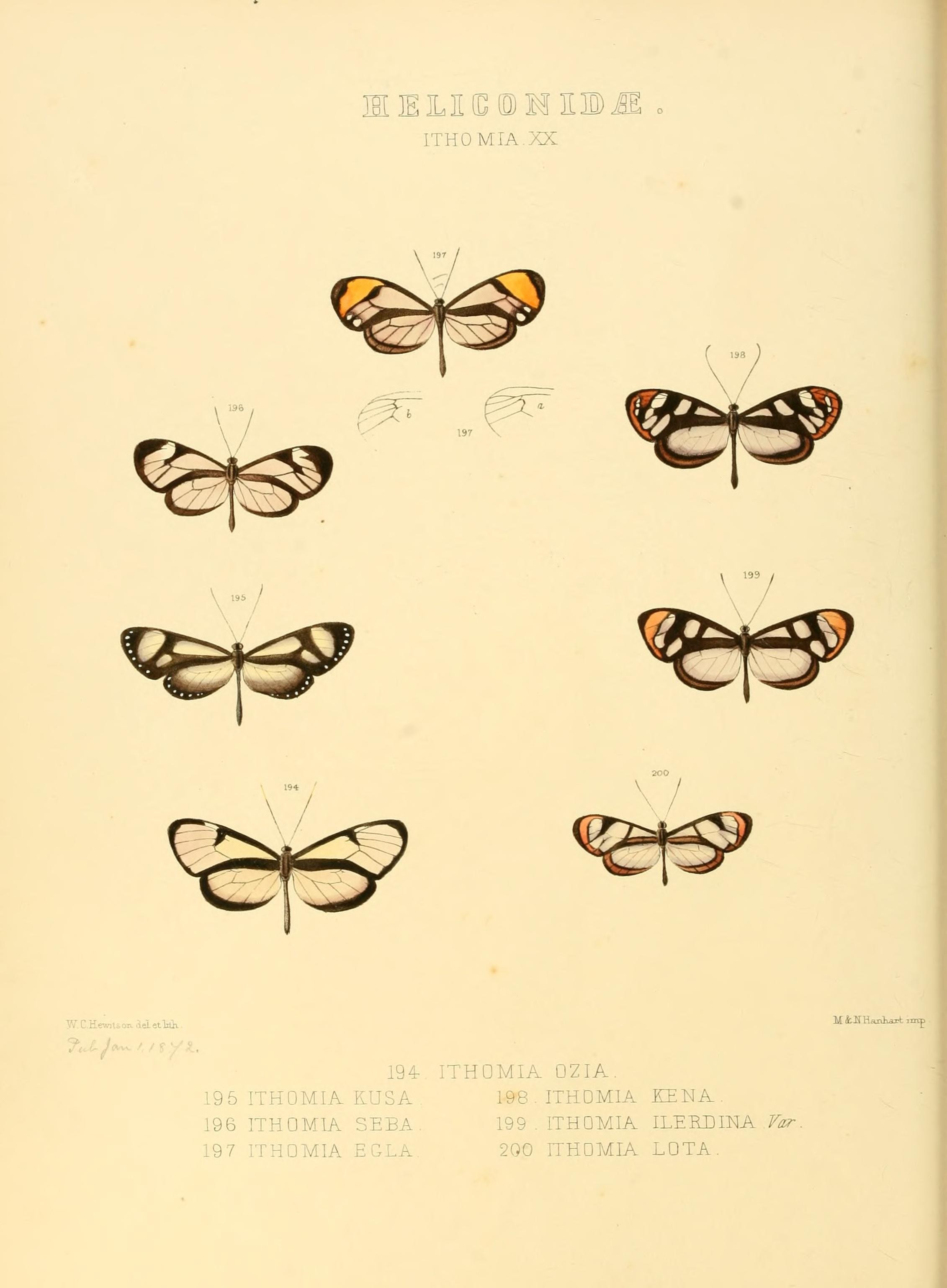 Illustrations of new species of exotic butterflies (Heliconidae- Ithomia) (7636746322)