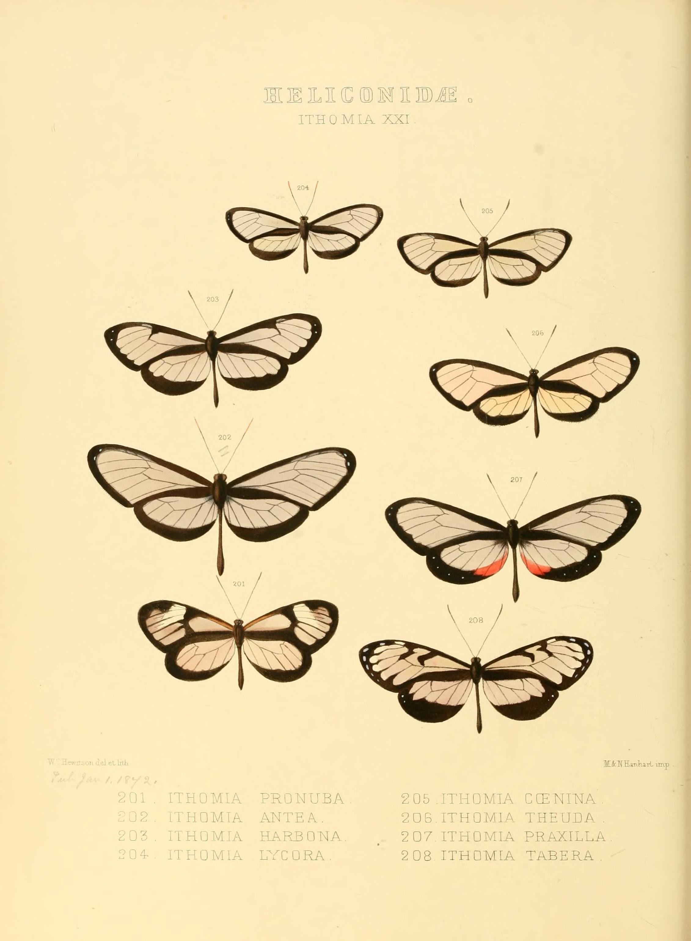 Illustrations of new species of exotic butterflies (Heliconidae- Ithomia) (7636747252)