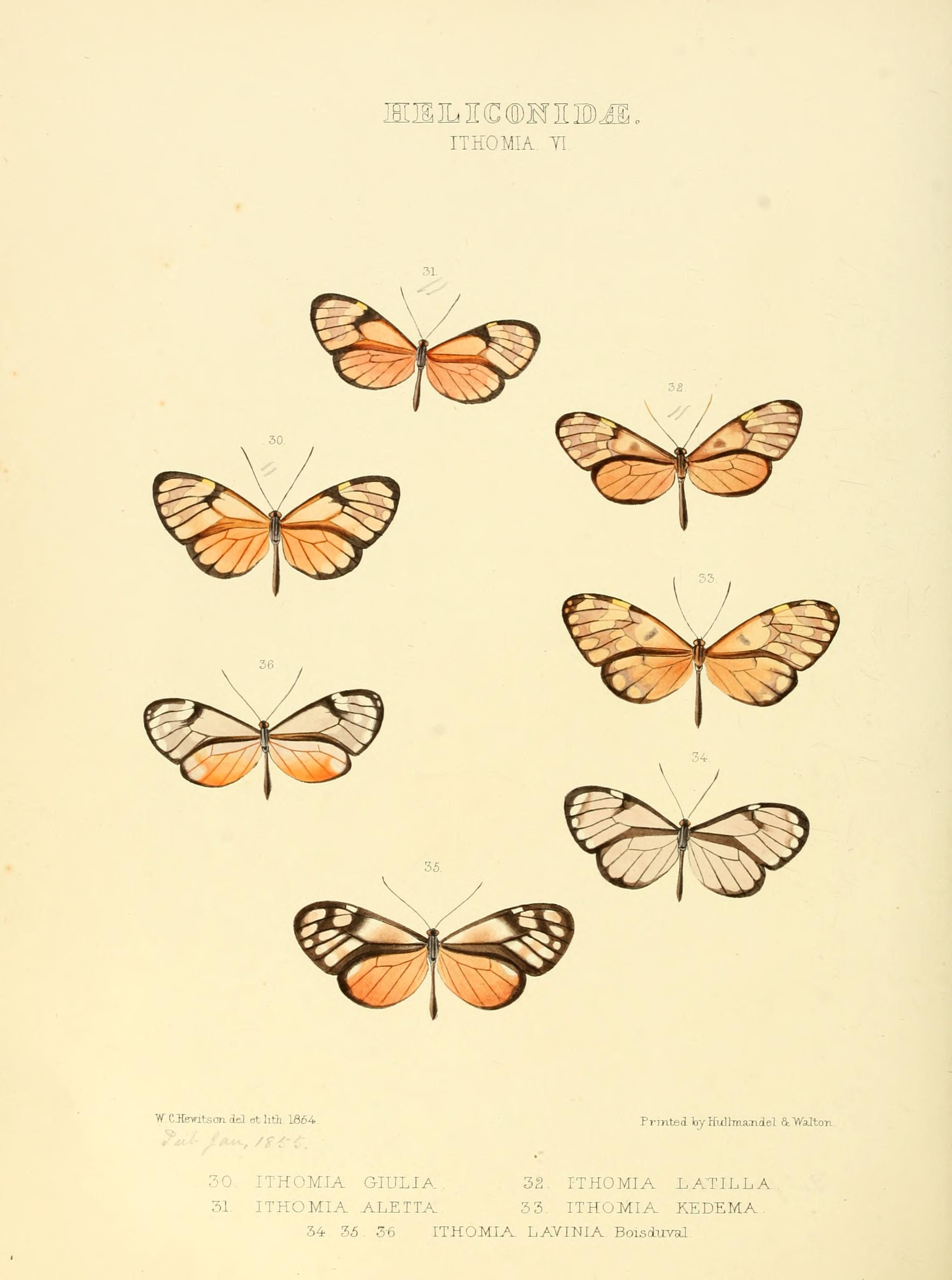 Illustrations of new species of exotic butterflies (Heliconidae- Ithomia VI) BHL12840016