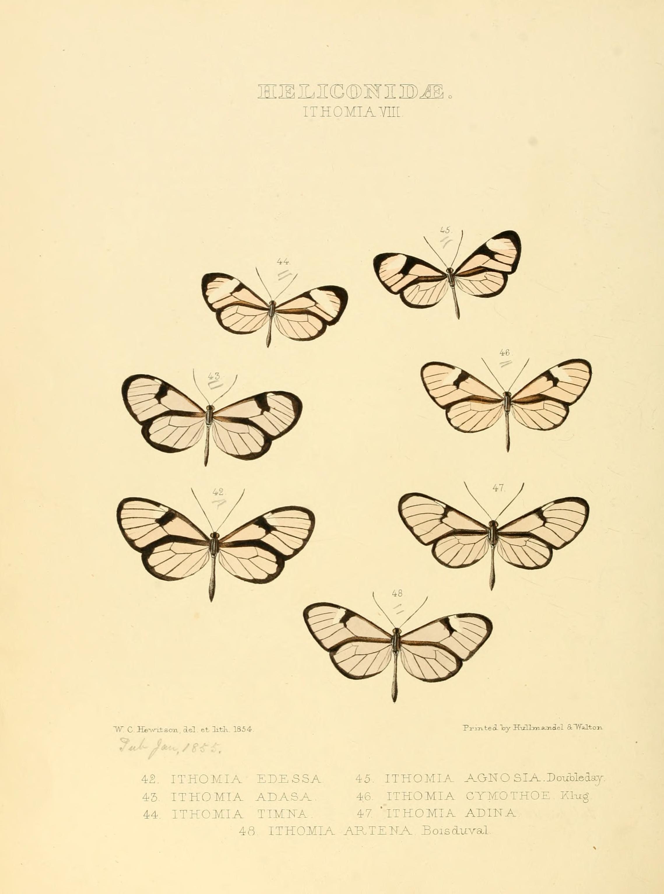 Illustrations of new species of exotic butterflies (Heliconidae- Ithomia VIII) BHL12840024