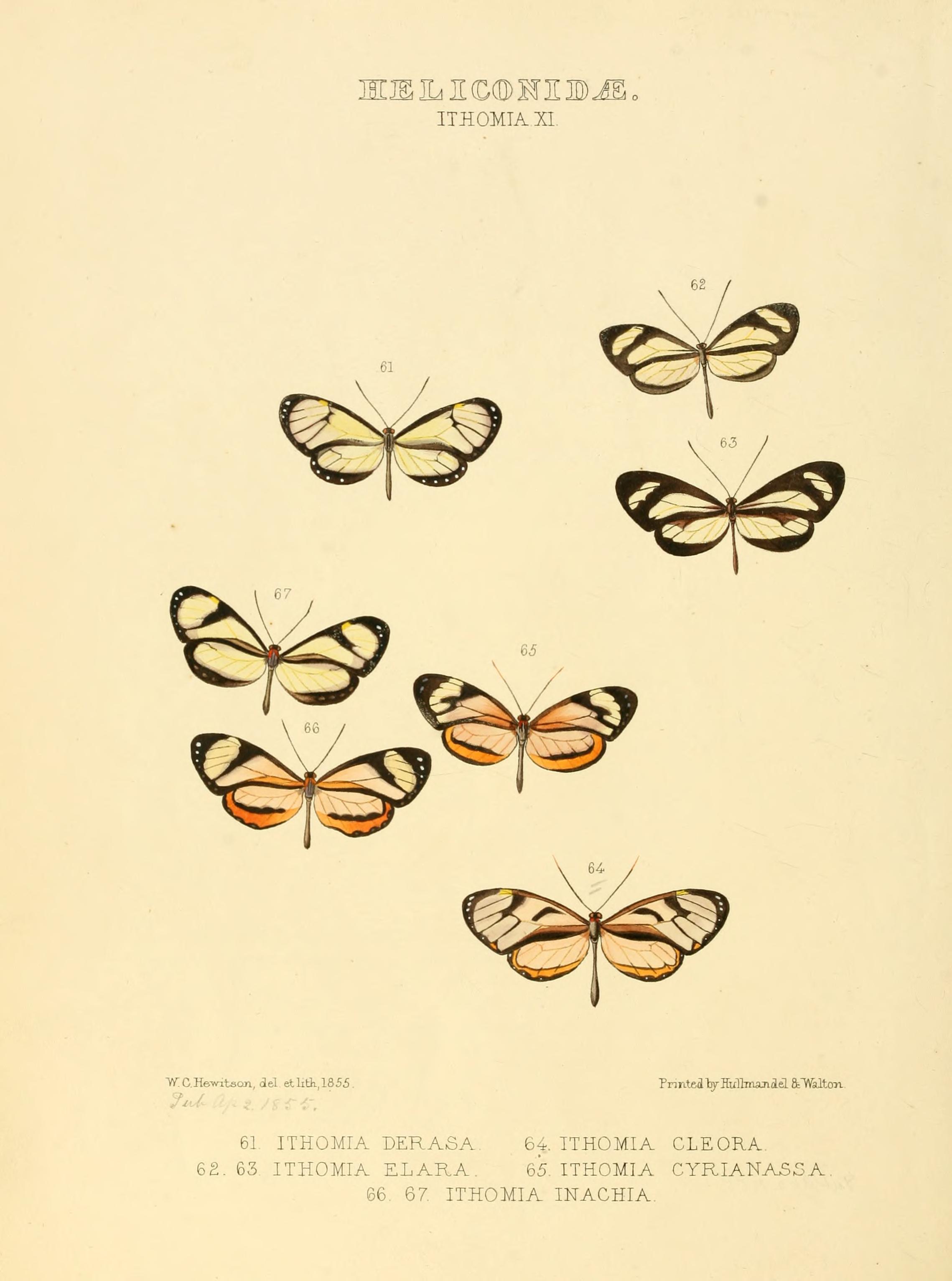 Illustrations of new species of exotic butterflies (Heliconidae- Ithomia XI) BHL12840036