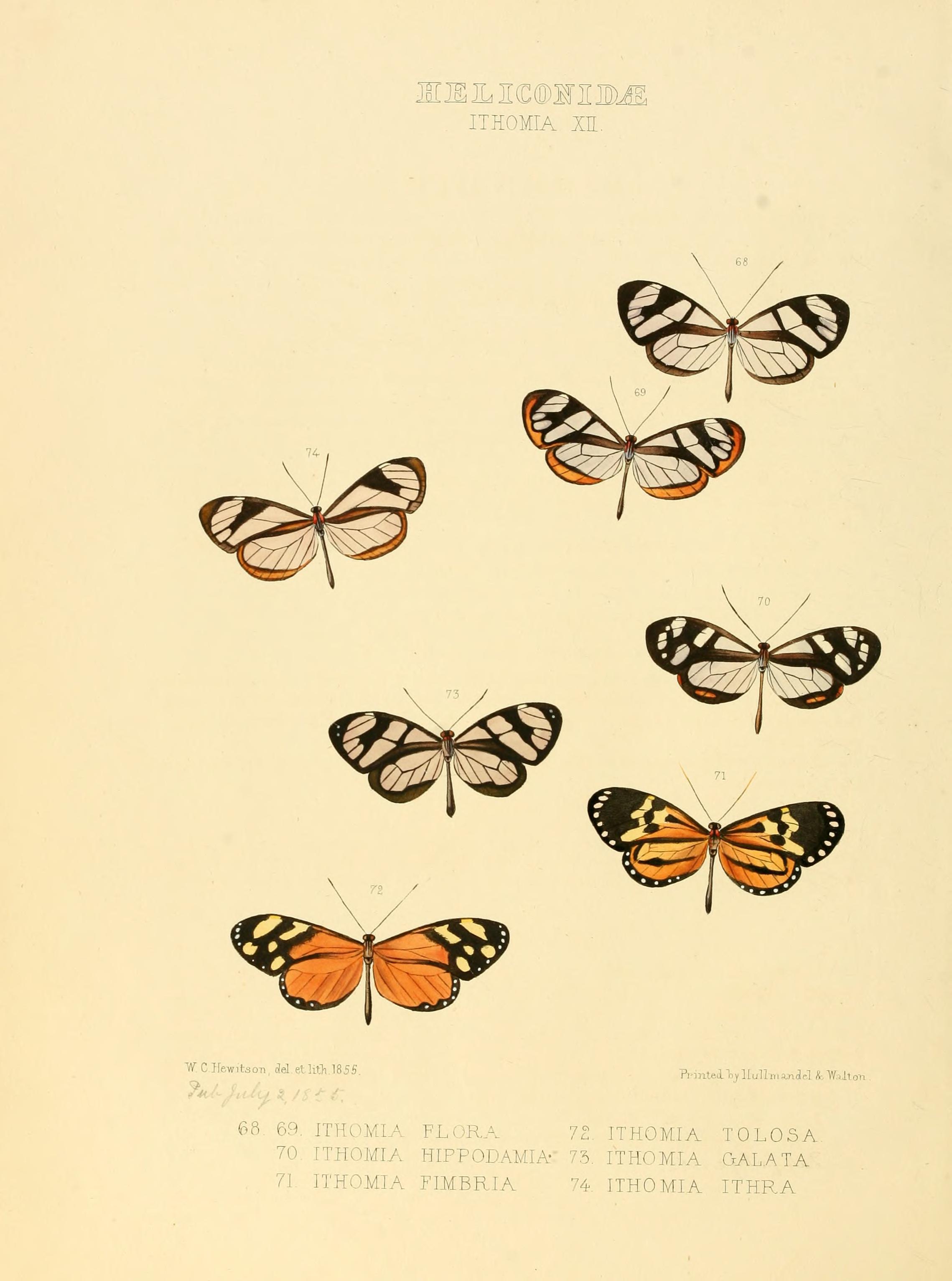 Illustrations of new species of exotic butterflies (Heliconidae- Ithomia XII) BHL12840040