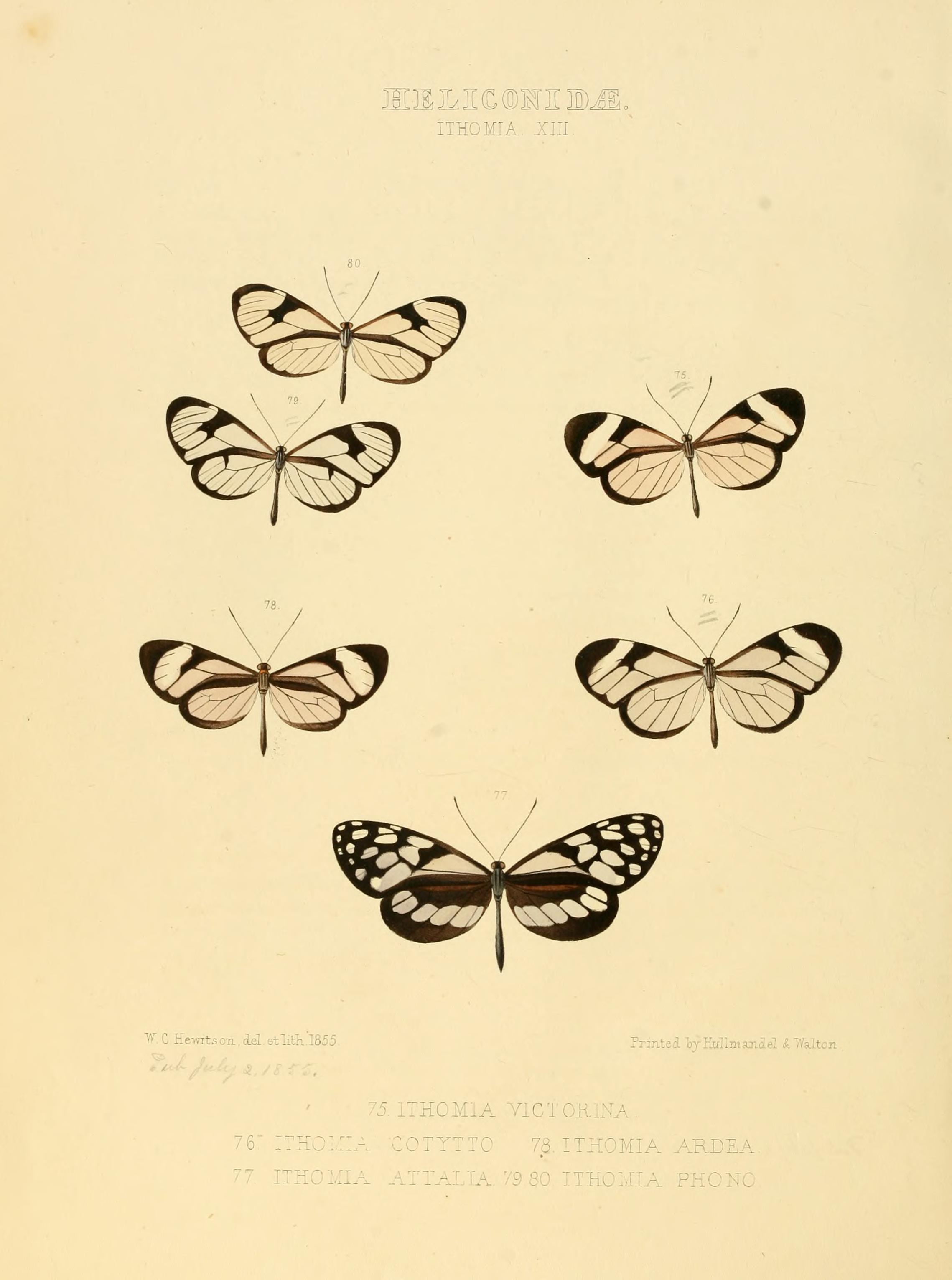Illustrations of new species of exotic butterflies (Heliconidae- Ithomia XIII) BHL12840044