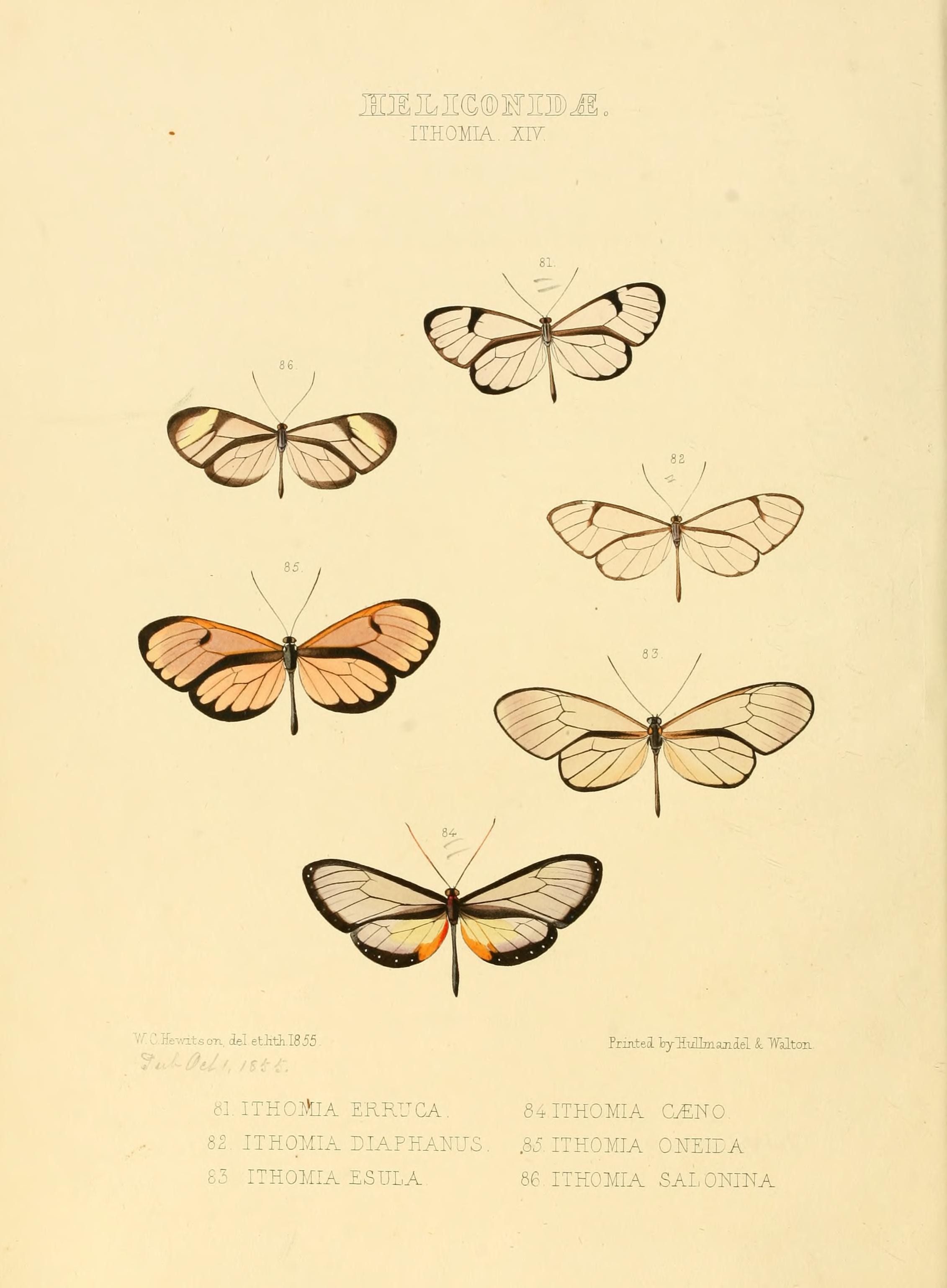 Illustrations of new species of exotic butterflies (Heliconidae- Ithomia XIV) (7636732562)