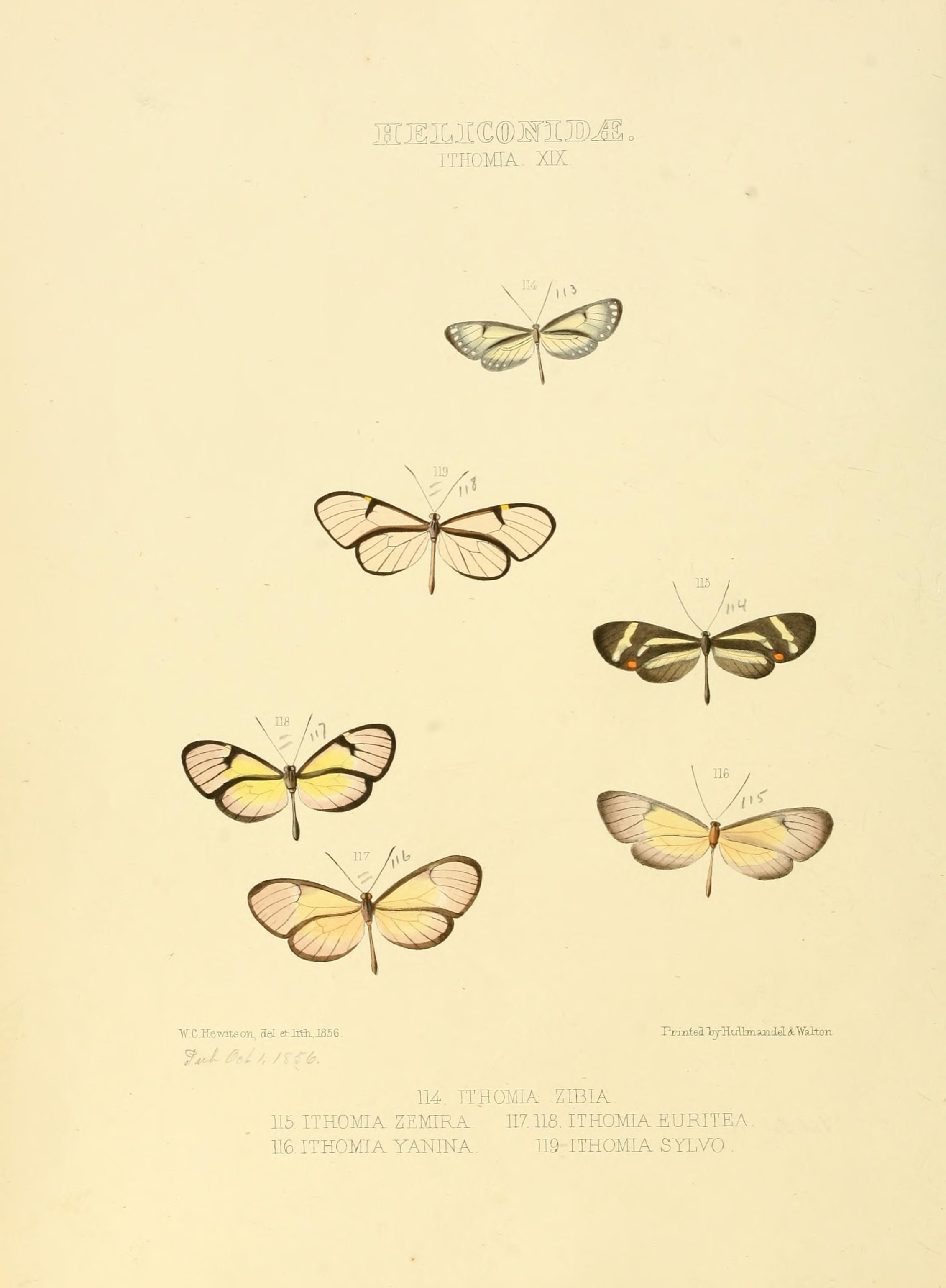 Illustrations of new species of exotic butterflies (Heliconidae- Ithomia XIX) (7636737066)