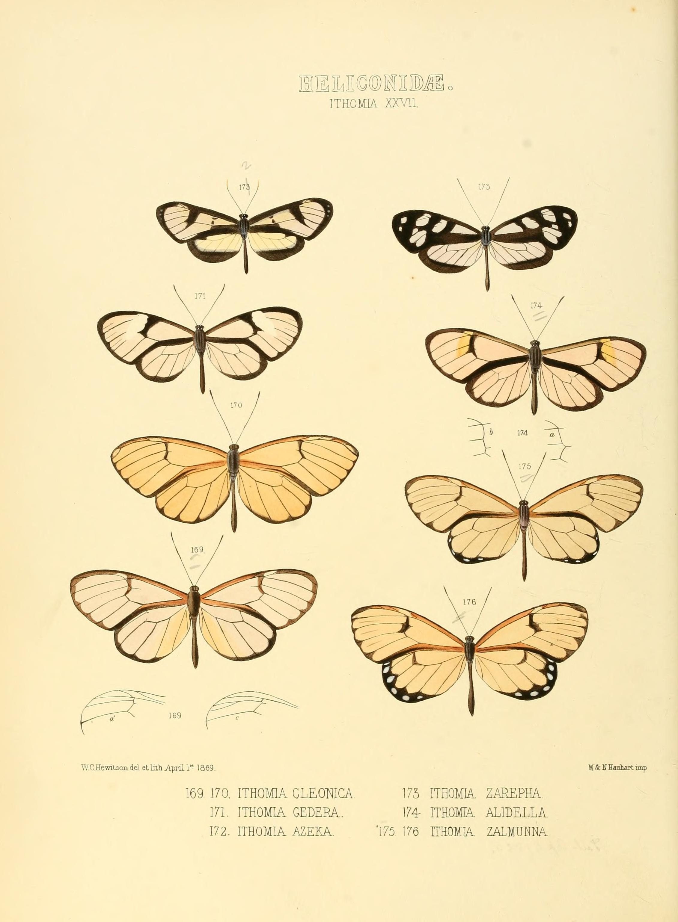 Illustrations of new species of exotic butterflies (Heliconidae- Ithomia XXVII) (7636743852)