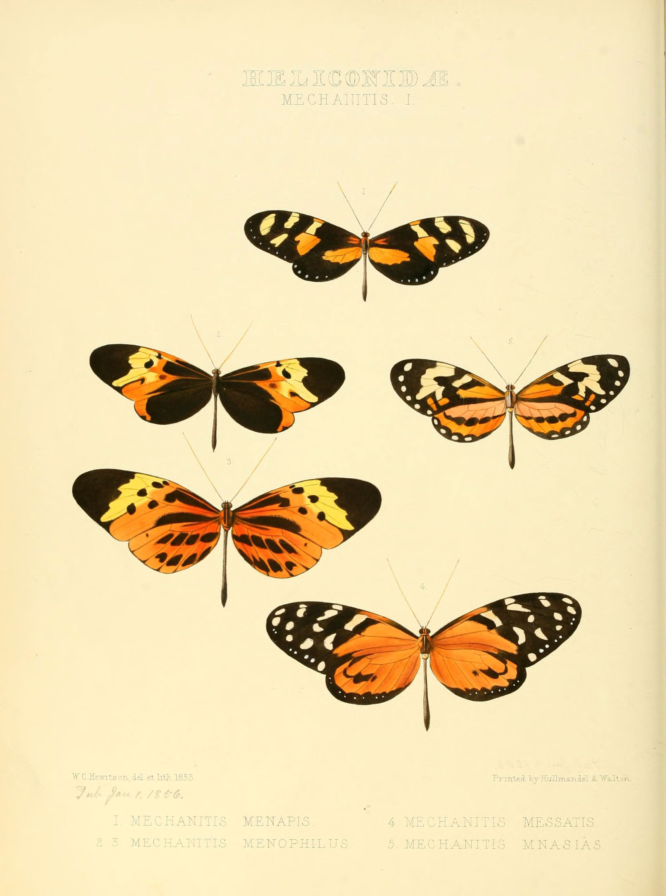 Illustrations of new species of exotic butterflies (Heliconidae- Mechani I) (6005599889)
