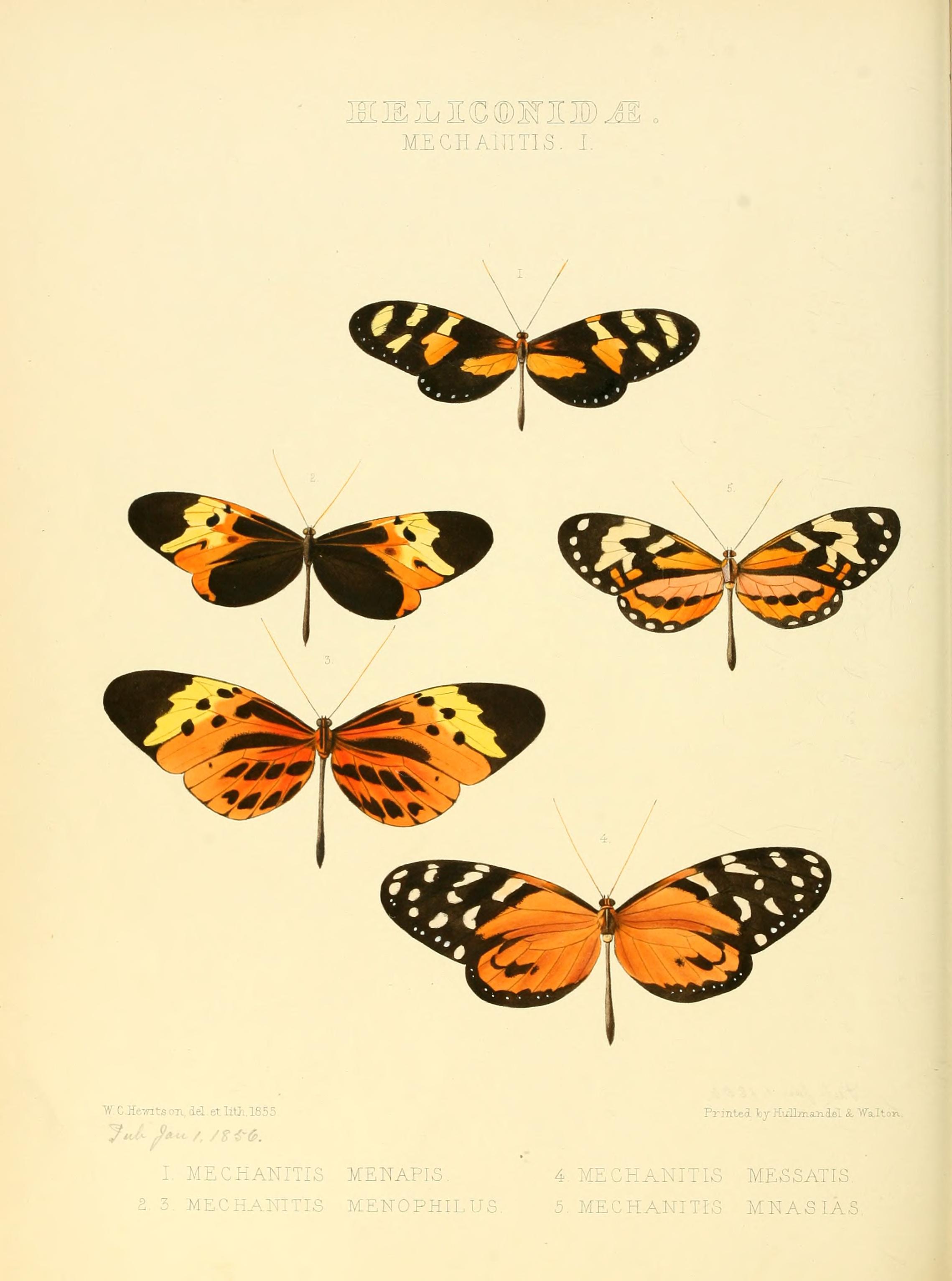 Illustrations of new species of exotic butterflies (Heliconidae- Mechani I) BHL12839984