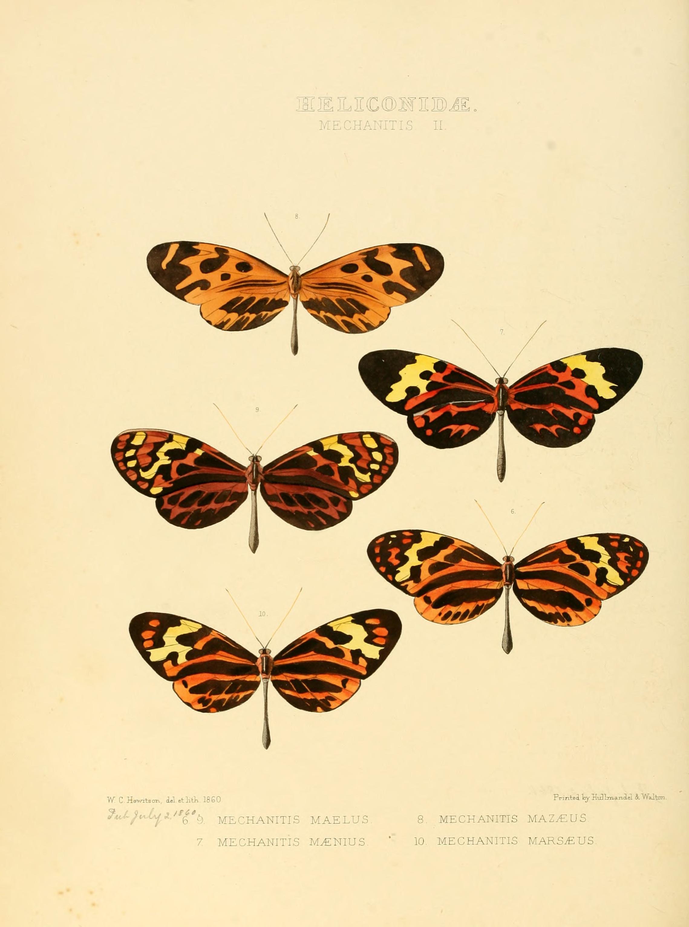 Illustrations of new species of exotic butterflies (Heliconidae- Mechani II) BHL12839988