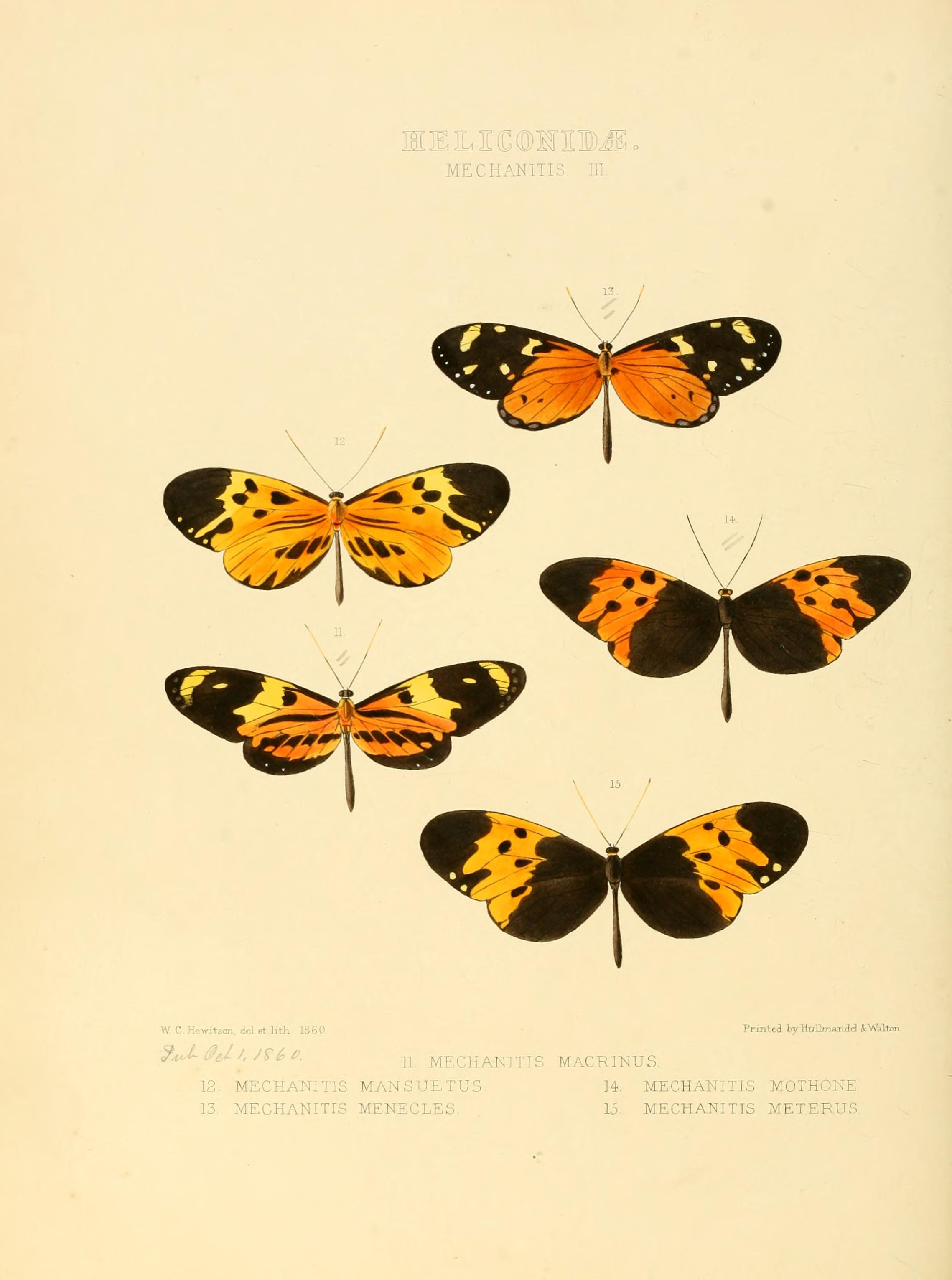 Illustrations of new species of exotic butterflies (Heliconidae- Mechani III) BHL12839992