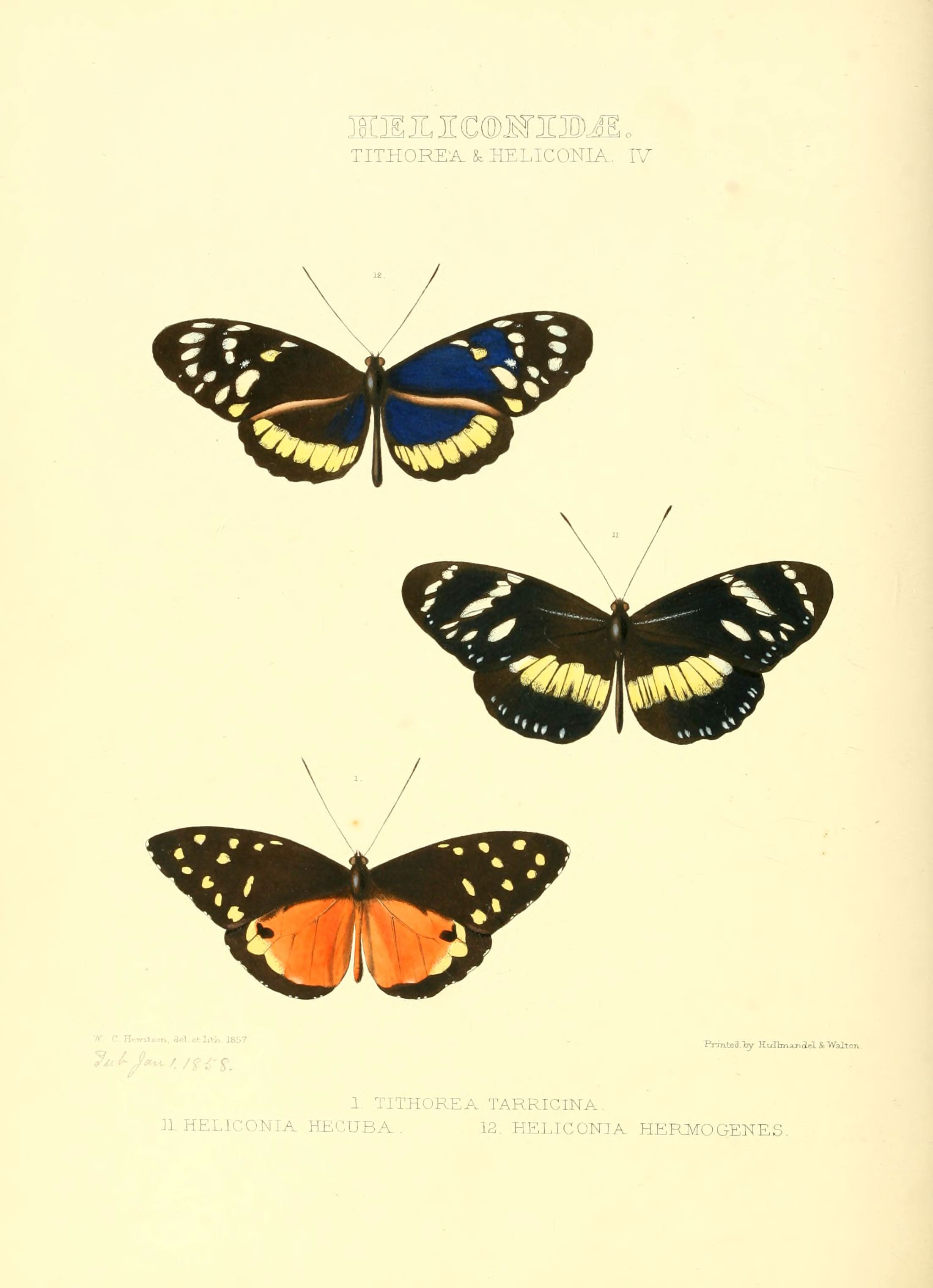 Illustrations of new species of exotic butterflies (Heliconidae- Tithore) (6005598303)