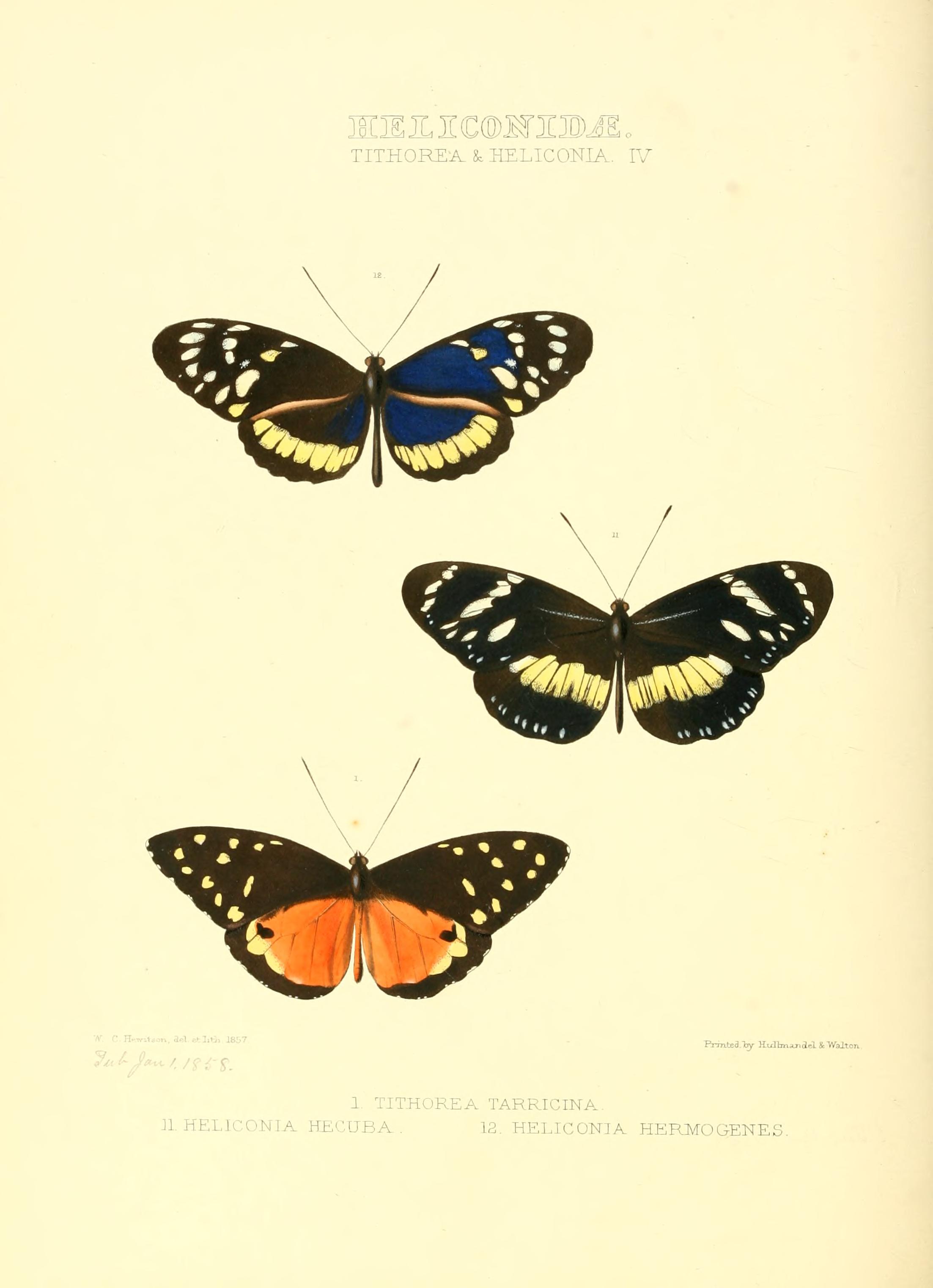 Illustrations of new species of exotic butterflies (Heliconidae- Tithore) BHL12839960