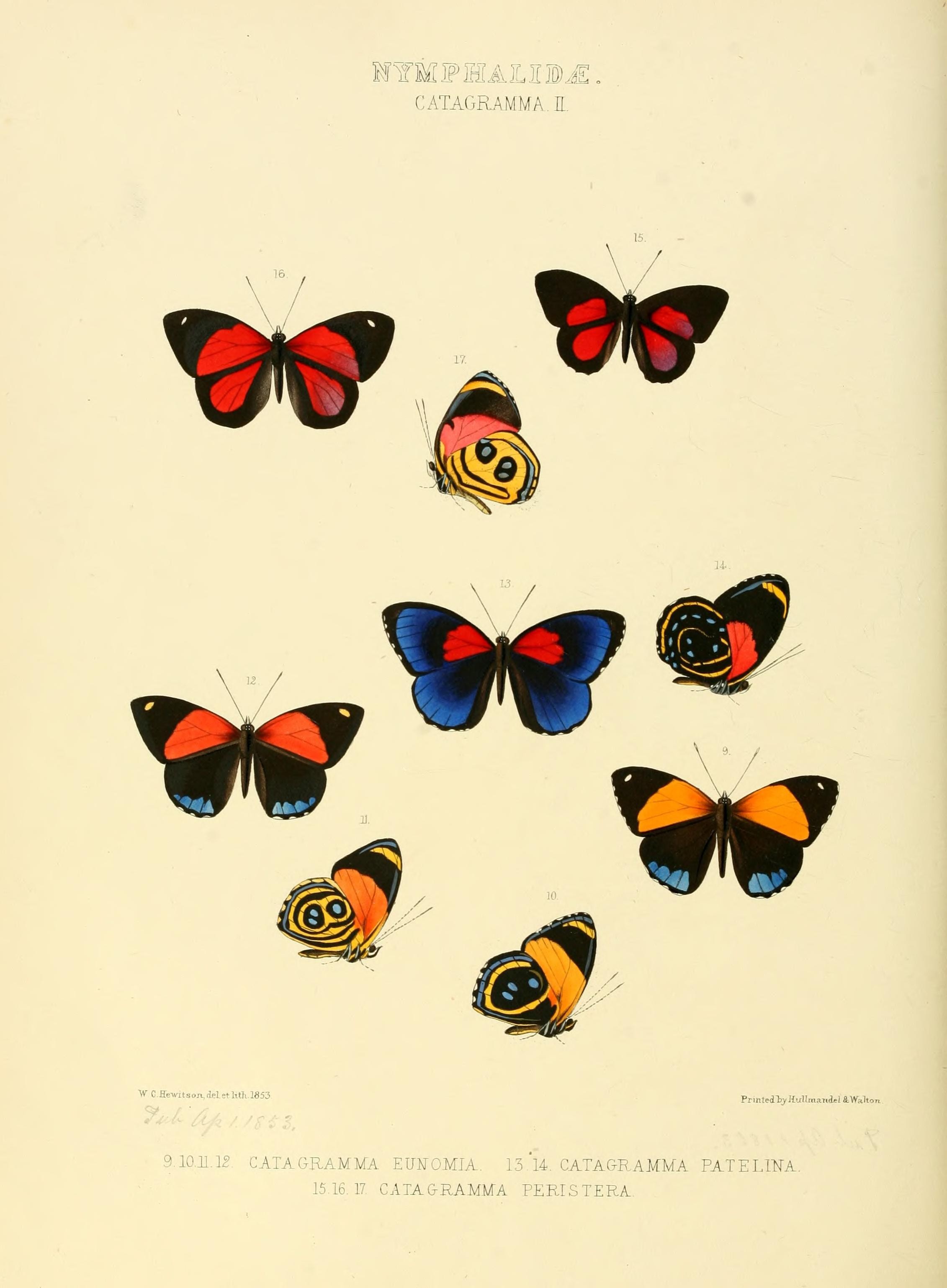 Illustrations of new species of exotic butterflies (Nymphalidae- Catagra II) (7636778820)