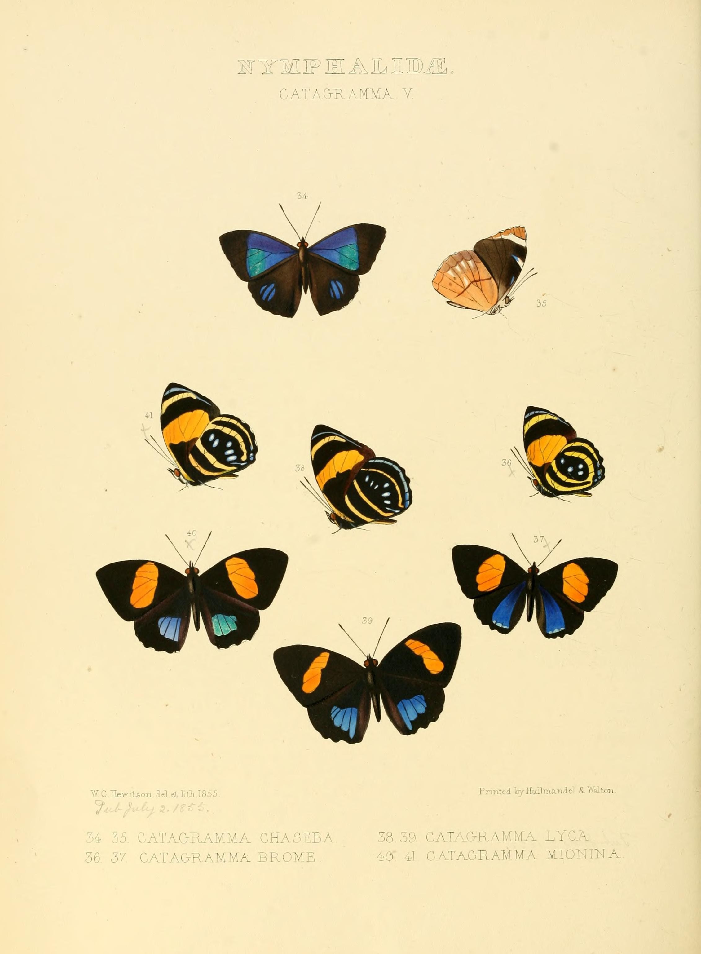 Illustrations of new species of exotic butterflies (Nymphalidae- Catagra V) (7636781674)