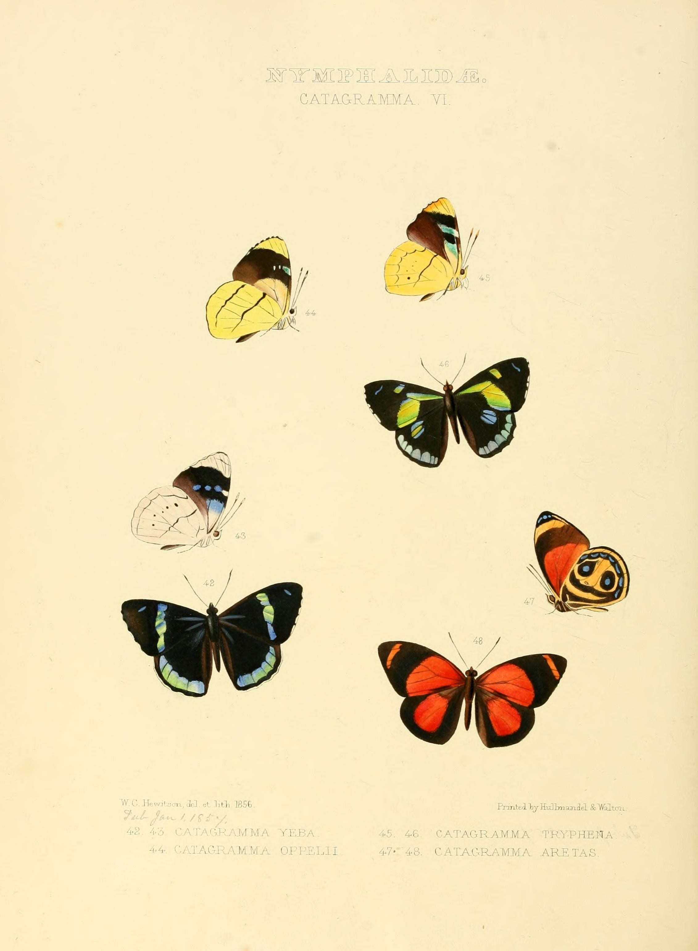 Illustrations of new species of exotic butterflies (Nymphalidae- Catagra VI) (7636782590)