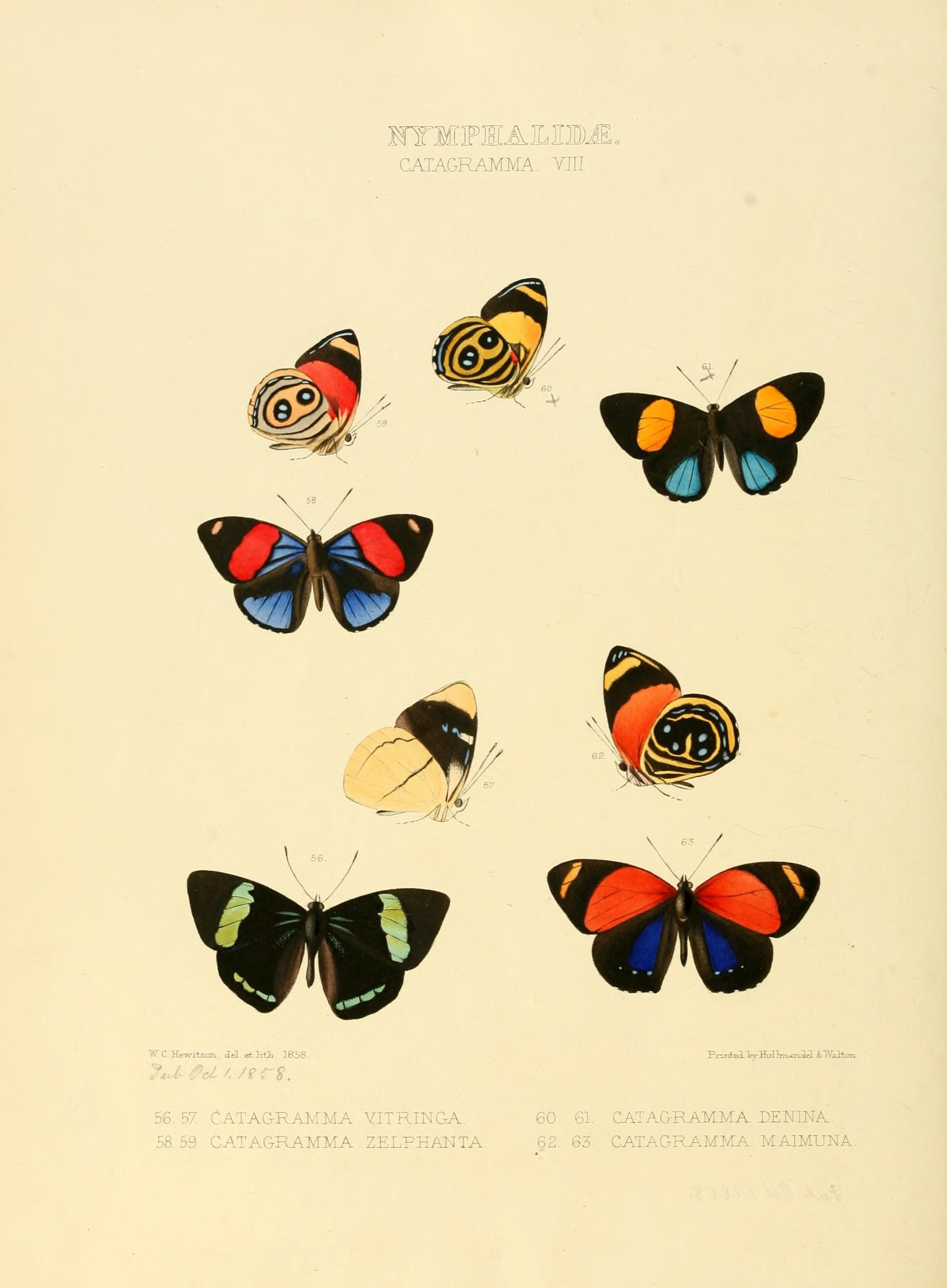Illustrations of new species of exotic butterflies (Nymphalidae- Catagra VIII) (7636784500)