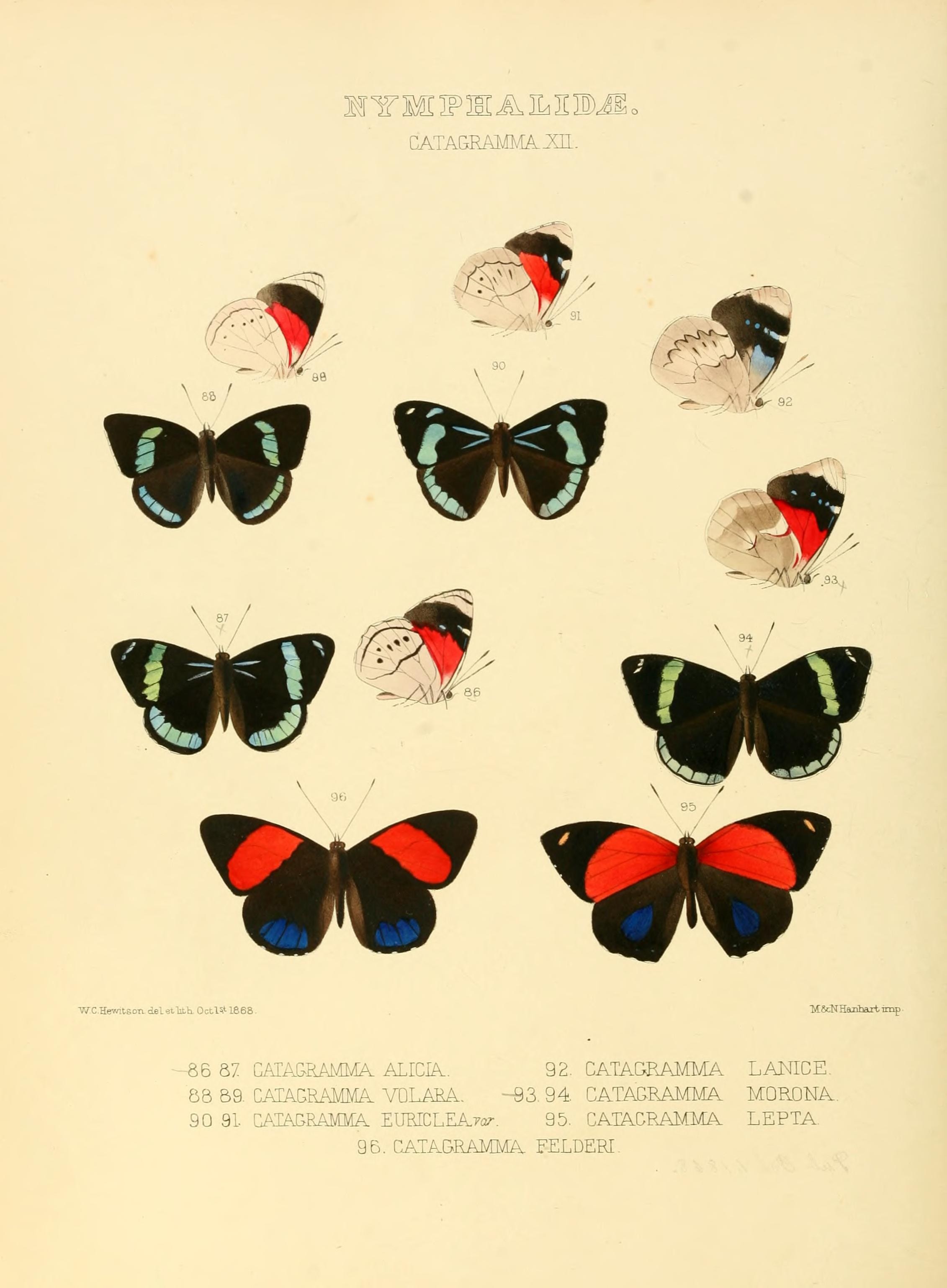 Illustrations of new species of exotic butterflies (Nymphalidae- Catagra XII) (7636787250)