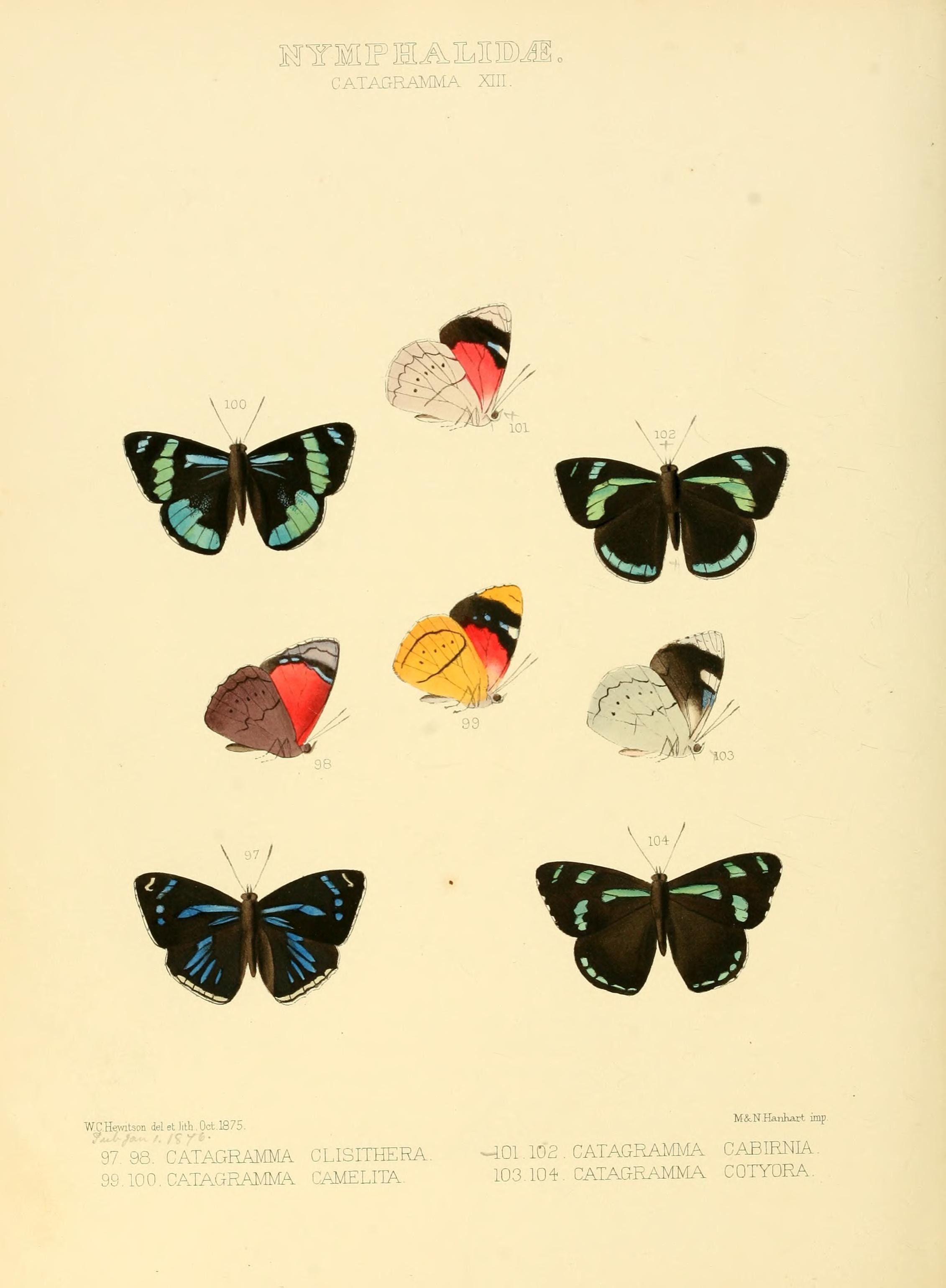 Illustrations of new species of exotic butterflies (Nymphalidae- Catagra XIII) (7636788258)