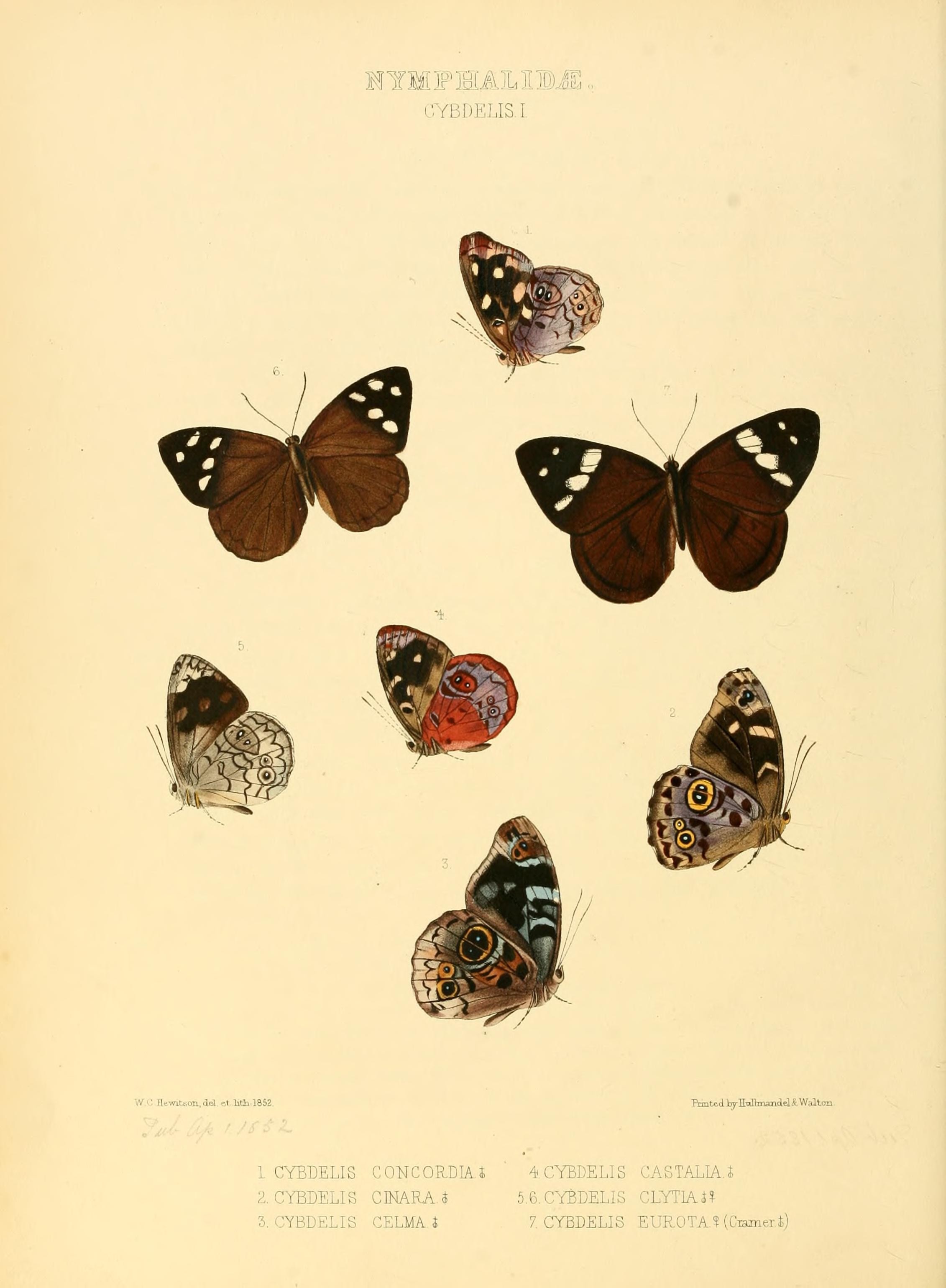 Illustrations of new species of exotic butterflies (Nymphalidae- Cybdeli I) (7636769704)