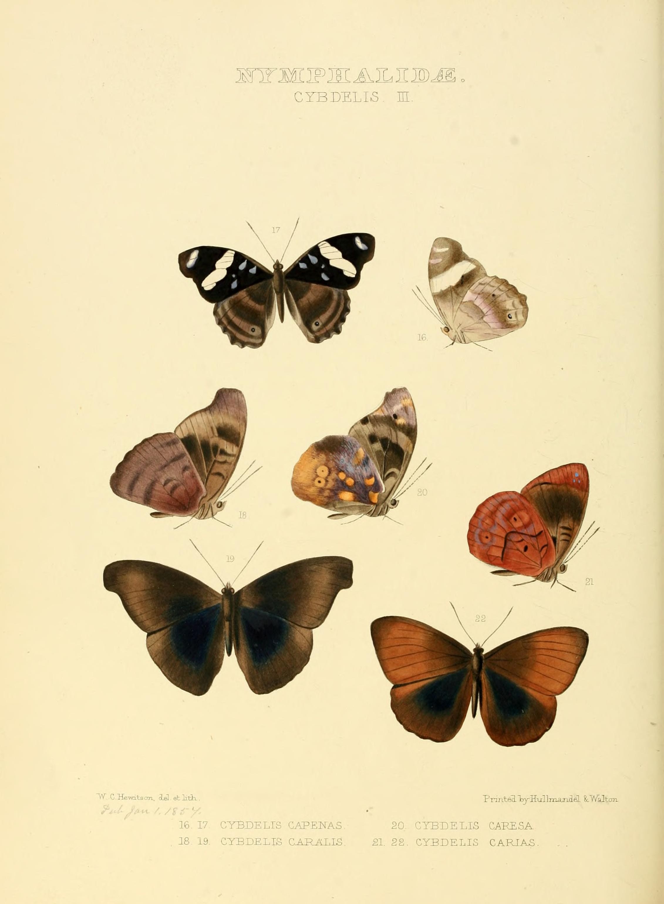 Illustrations of new species of exotic butterflies (Nymphalidae- Cybdeli III) (7636771488)