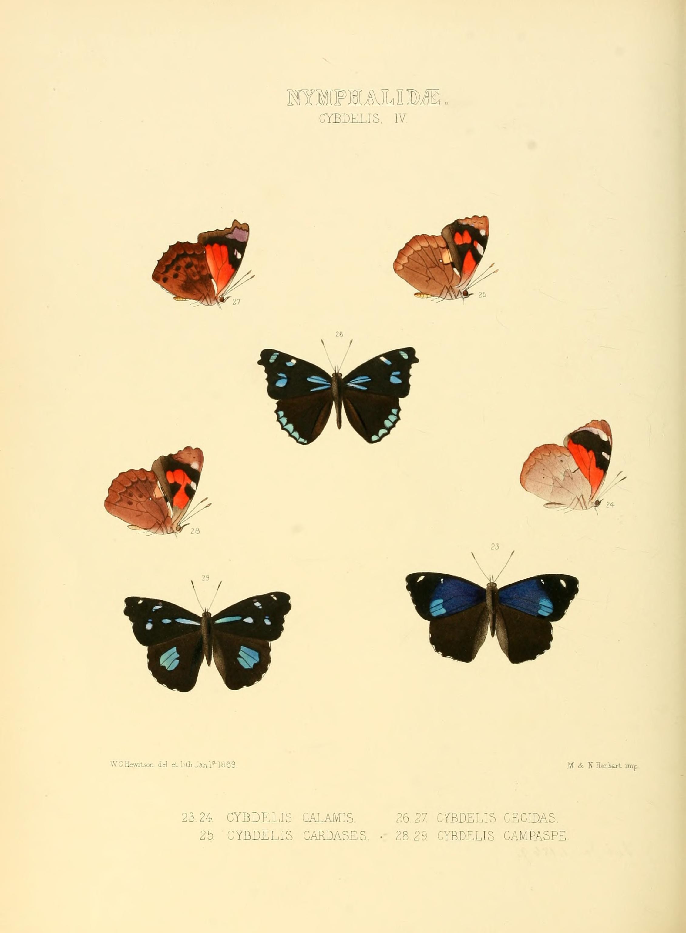 Illustrations of new species of exotic butterflies (Nymphalidae- Cybdeli IV) (7636772336)