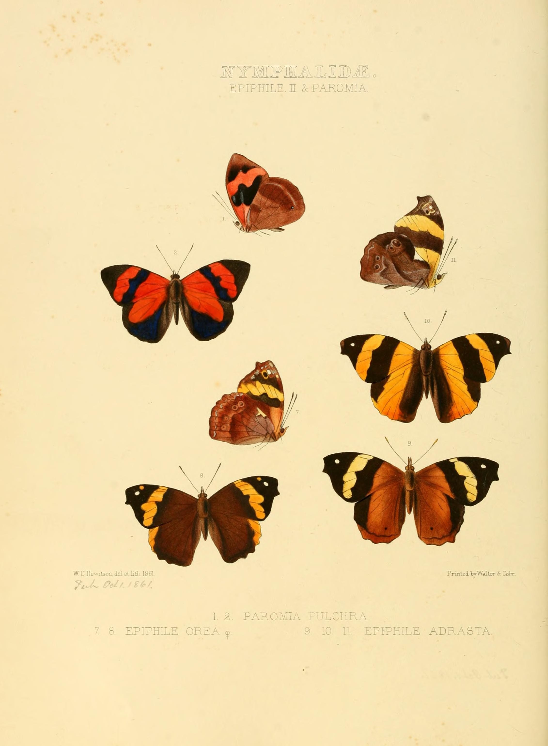 Illustrations of new species of exotic butterflies (Nymphalidae- Epiphil) (7636774390)