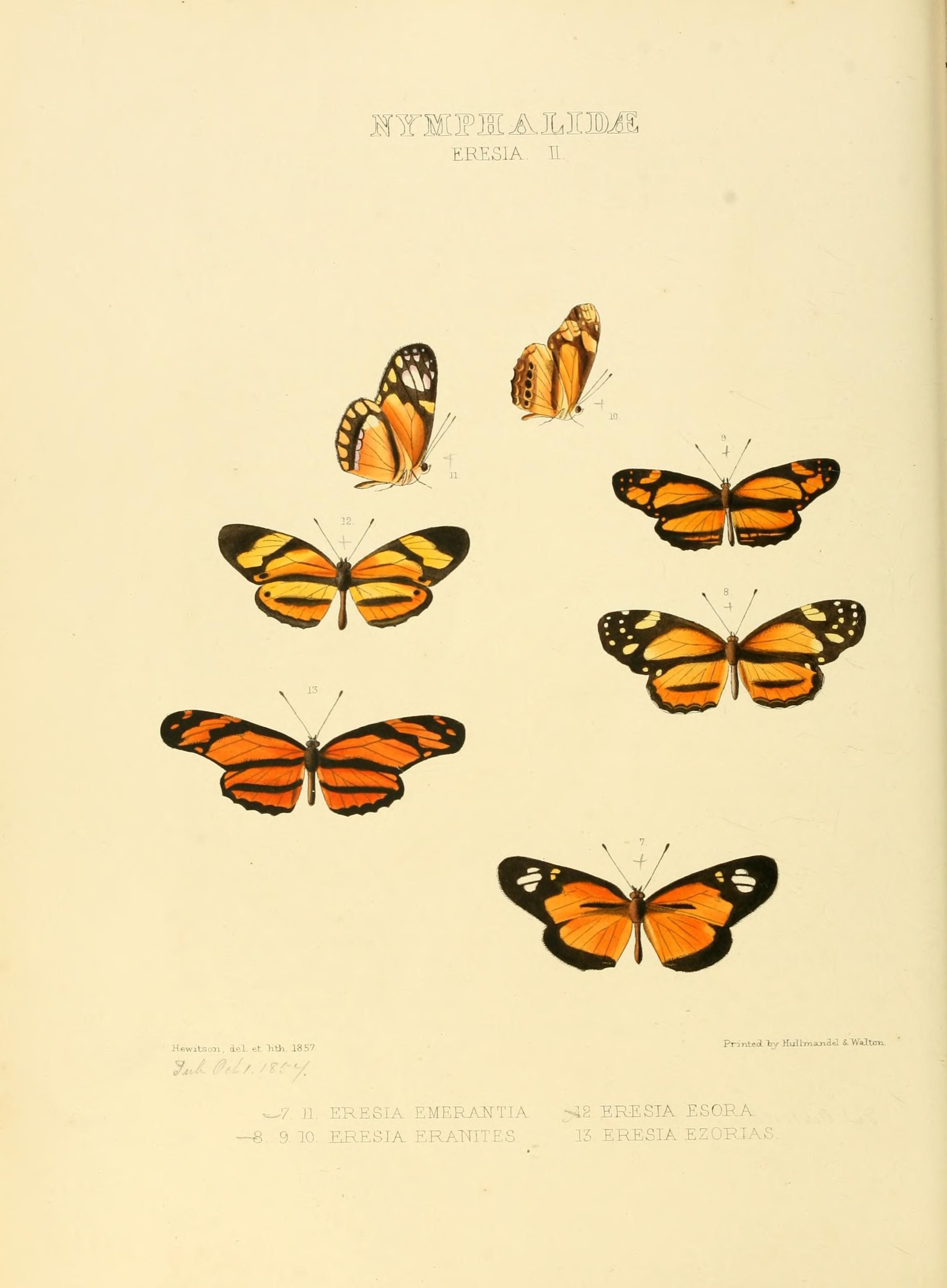 Illustrations of new species of exotic butterflies (Nymphalidae- Eresia II) (7636761026)