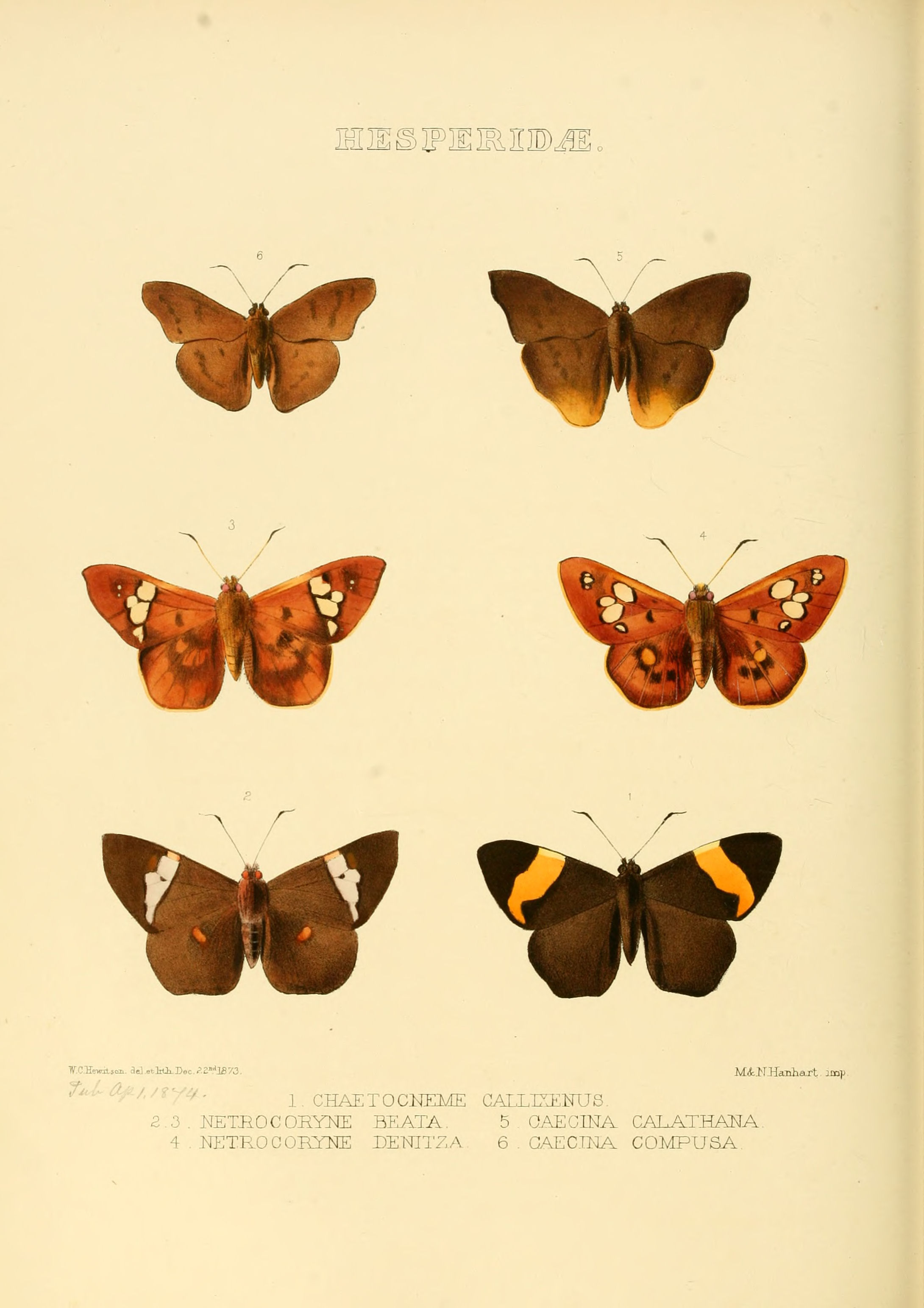 Illustrations of new species of exotic butterflies Chaetocneme &c