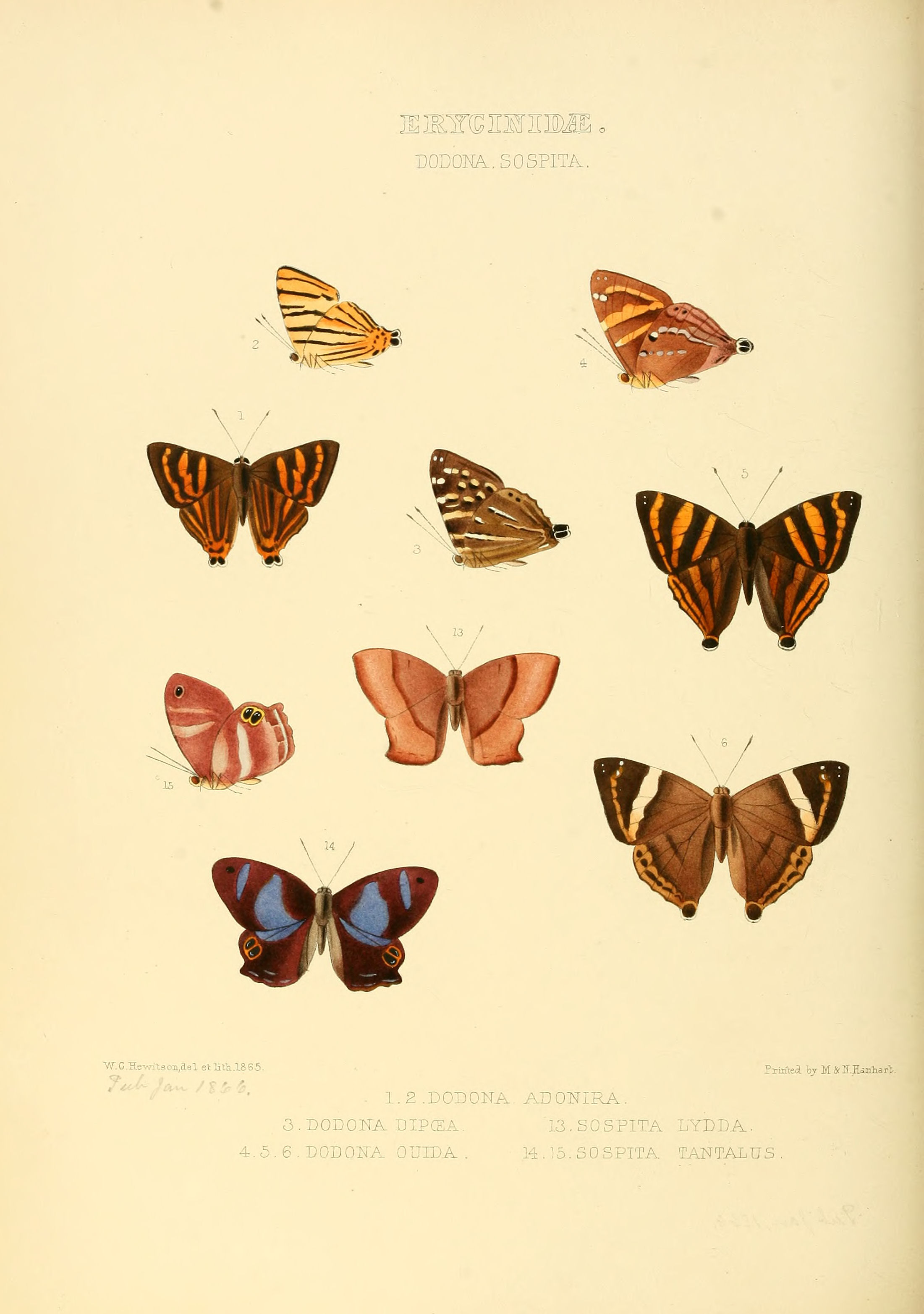 Illustrations of new species of exotic butterflies Dodona & Sospita