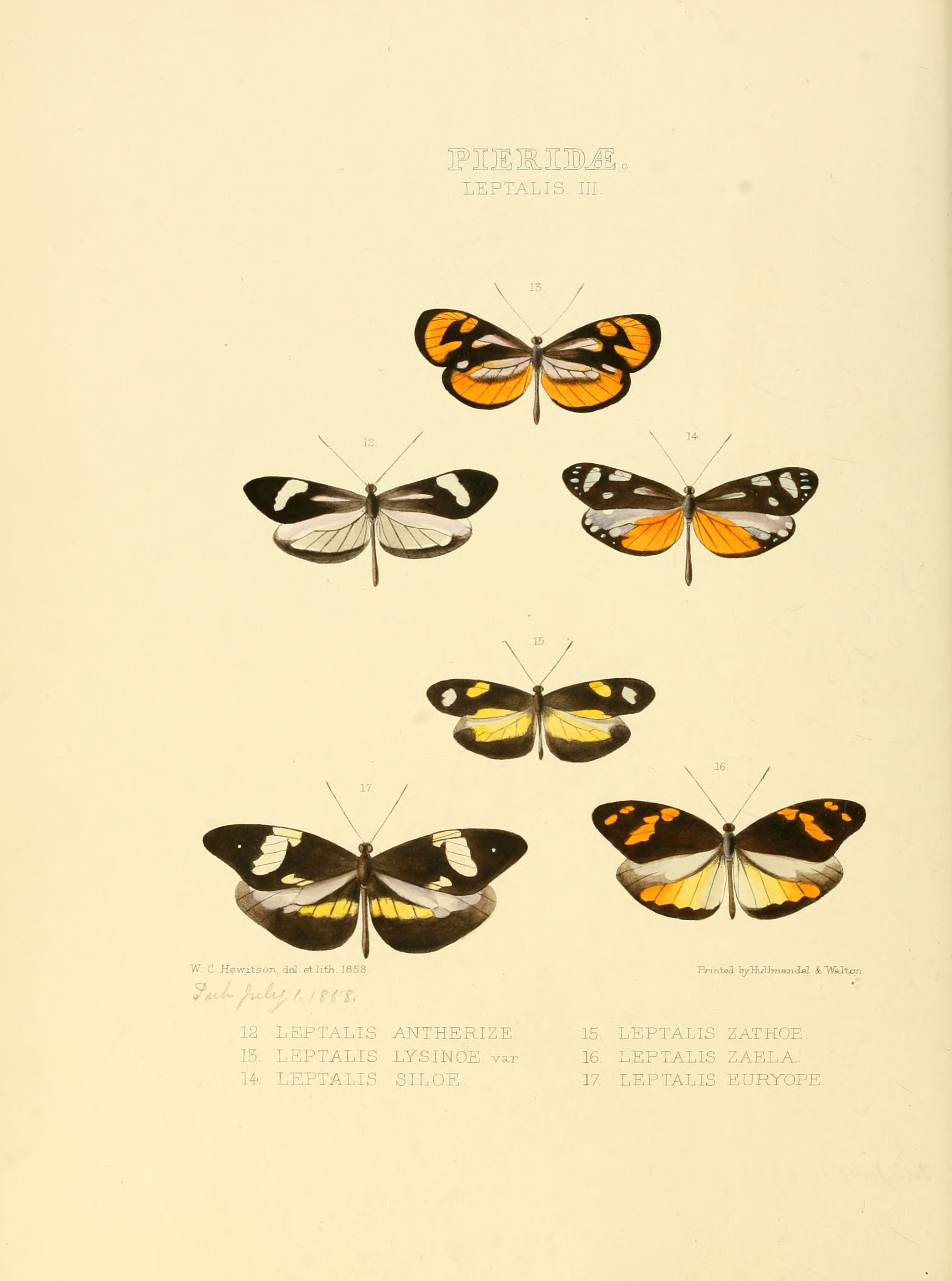 Illustrations of new species of exotic butterflies Leptalis III
