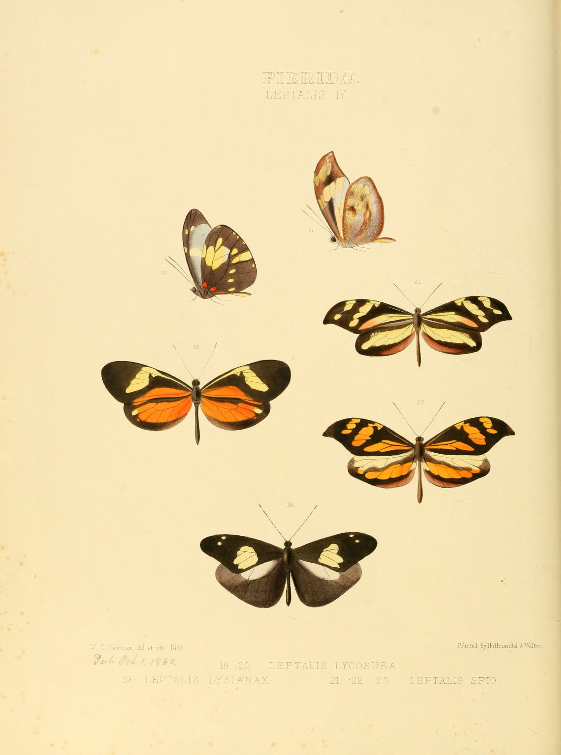 Illustrations of new species of exotic butterflies Leptalis IV