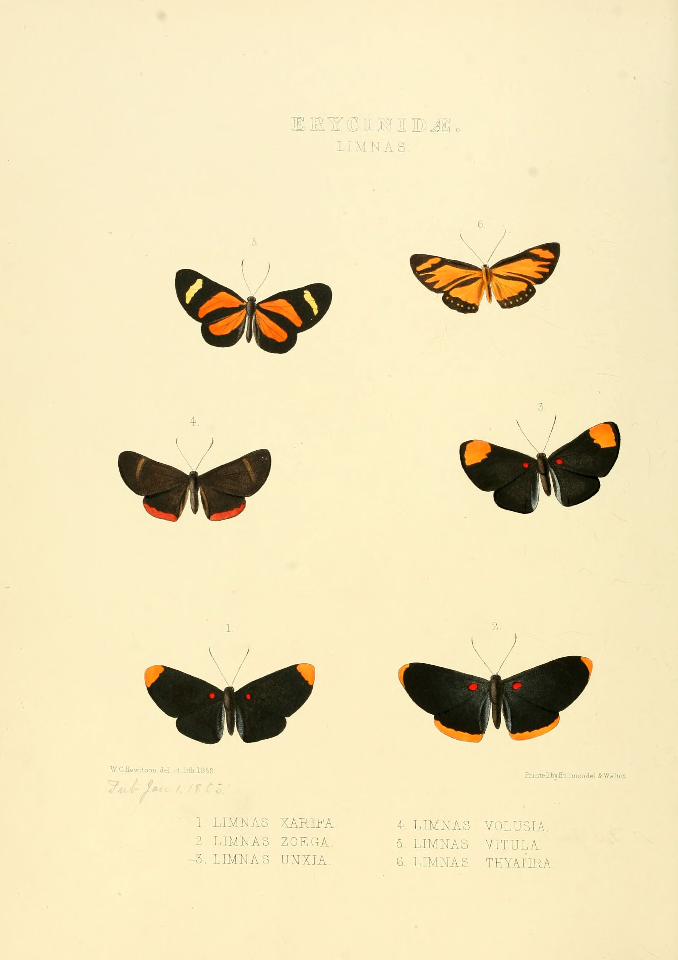 Illustrations of new species of exotic butterflies Limnas I