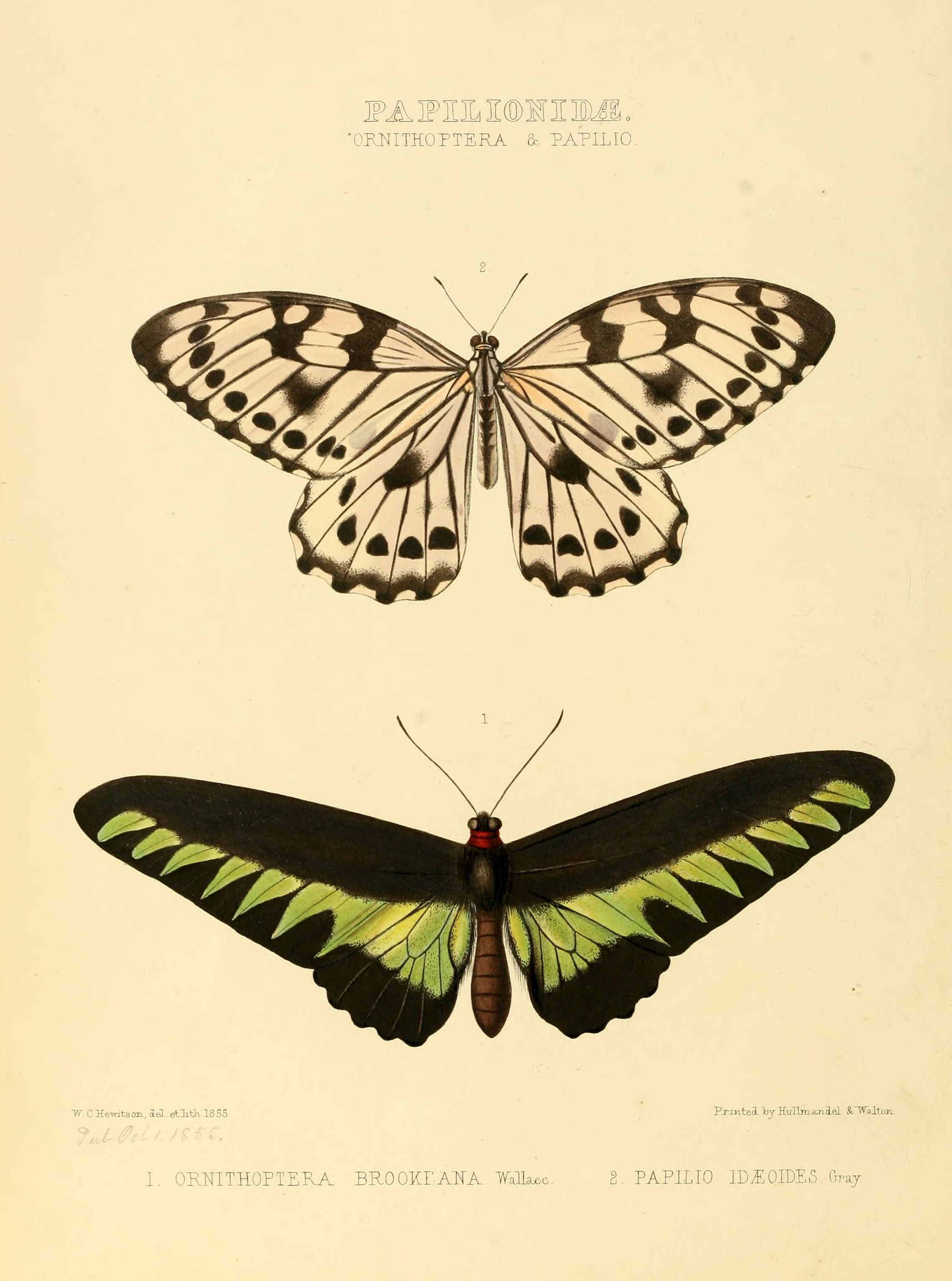Illustrations of new species of exotic butterflies Ornithoptera & Papilio