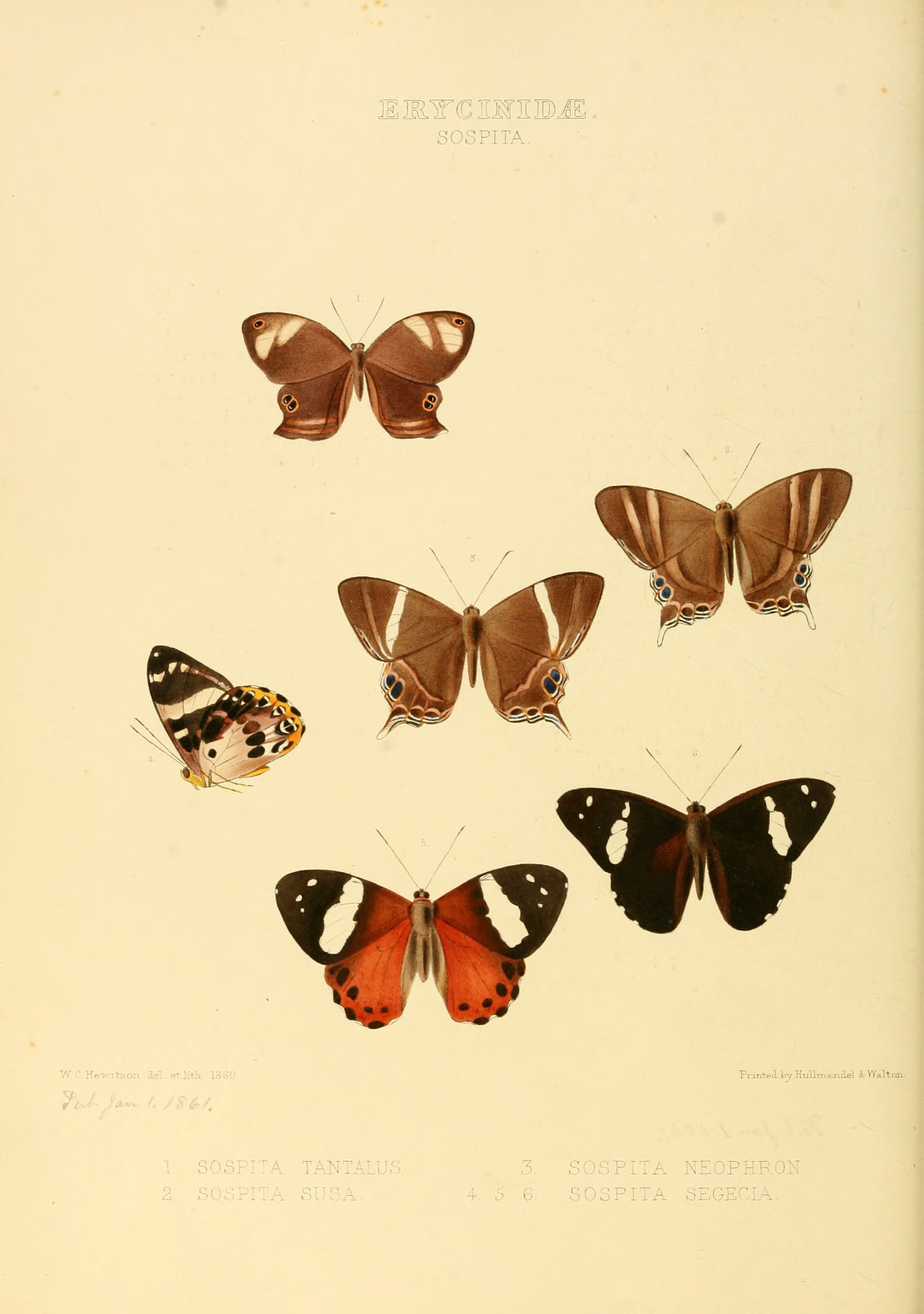 Illustrations of new species of exotic butterflies Sospita I