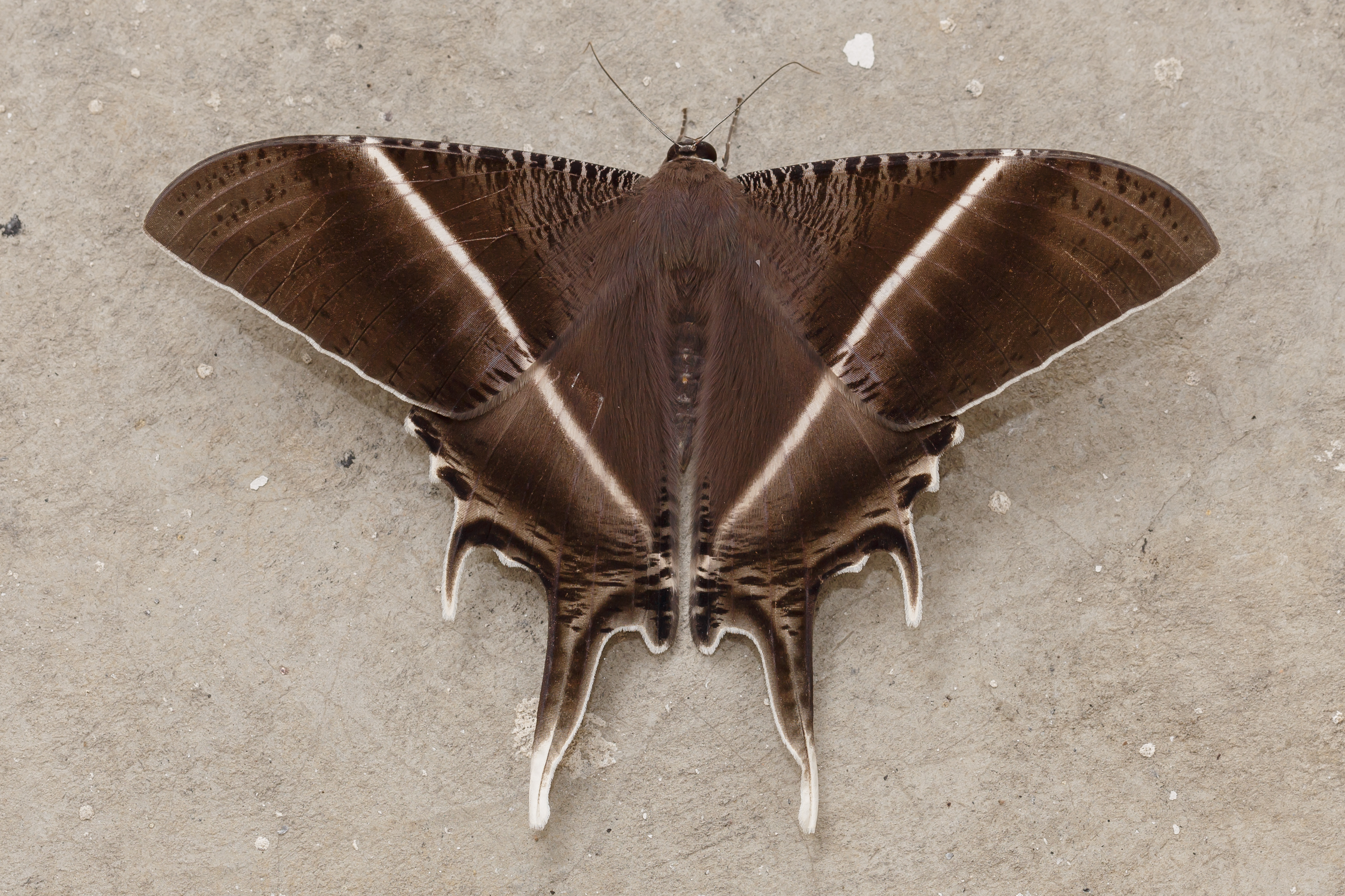 Kuala Lumpur Malaysia Tropical-Swallowtail-Moth-01