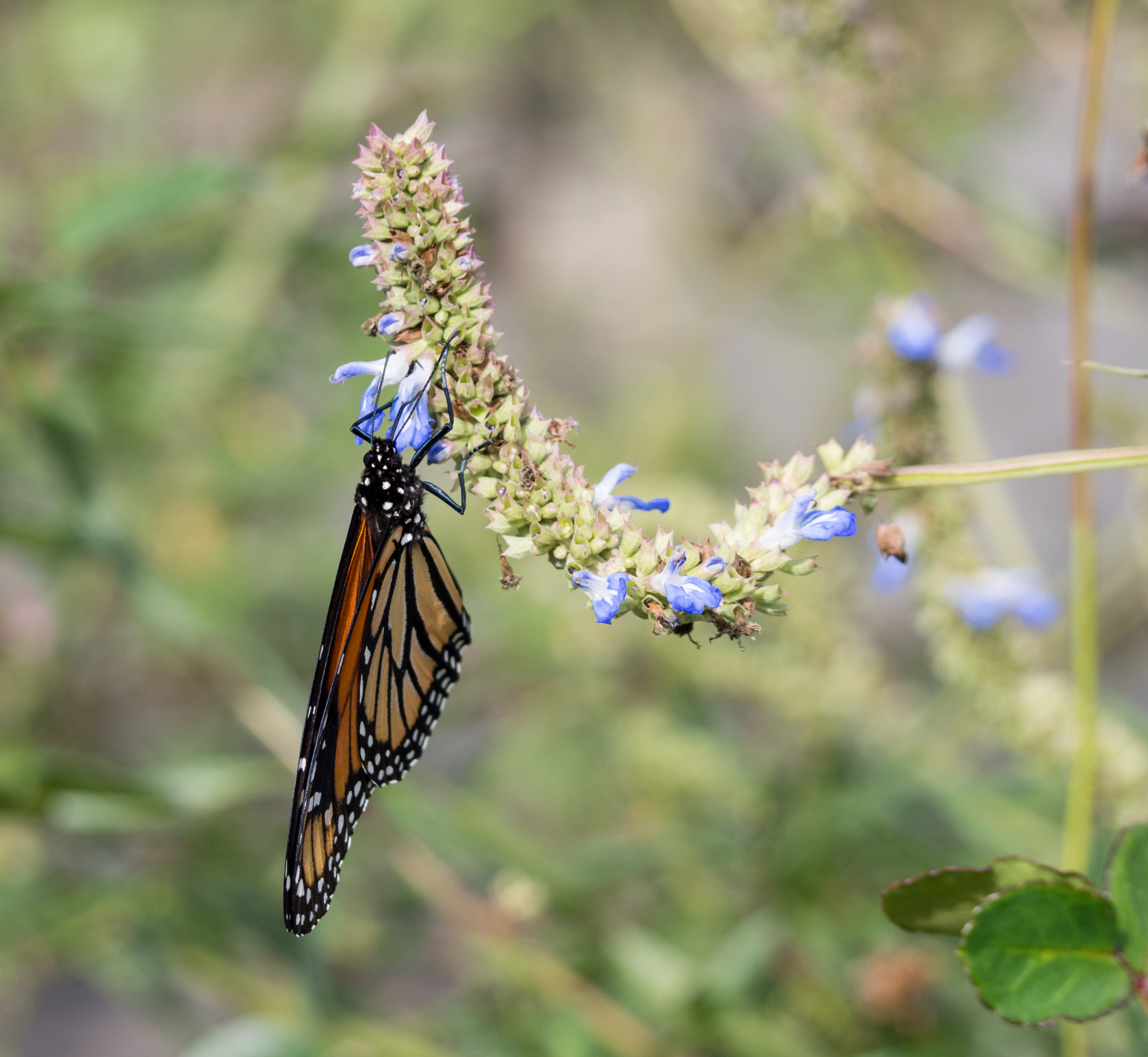 Monarch butterfly (70377)