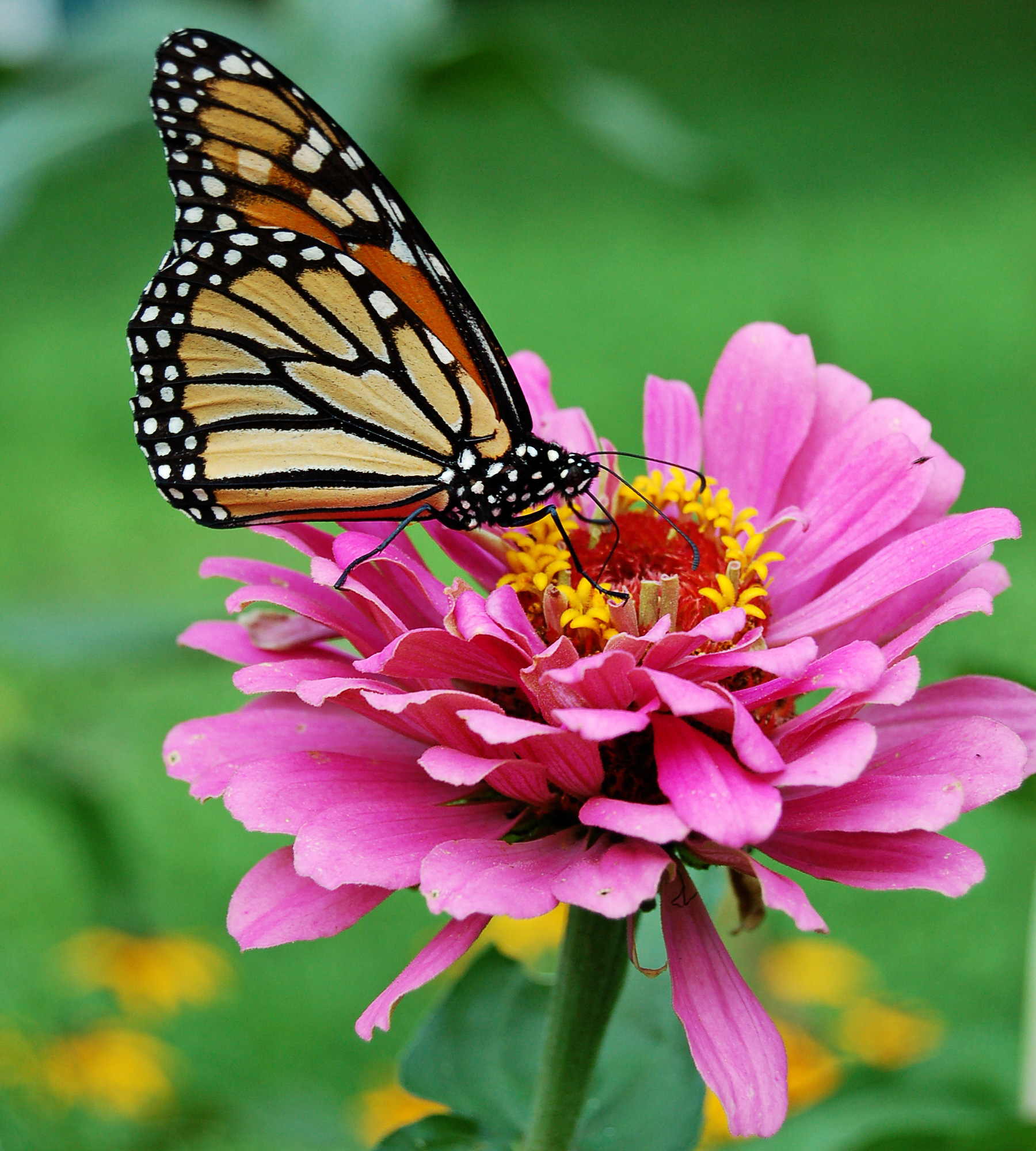 Monarch Butterfly Pink Zinnia 1800px edit