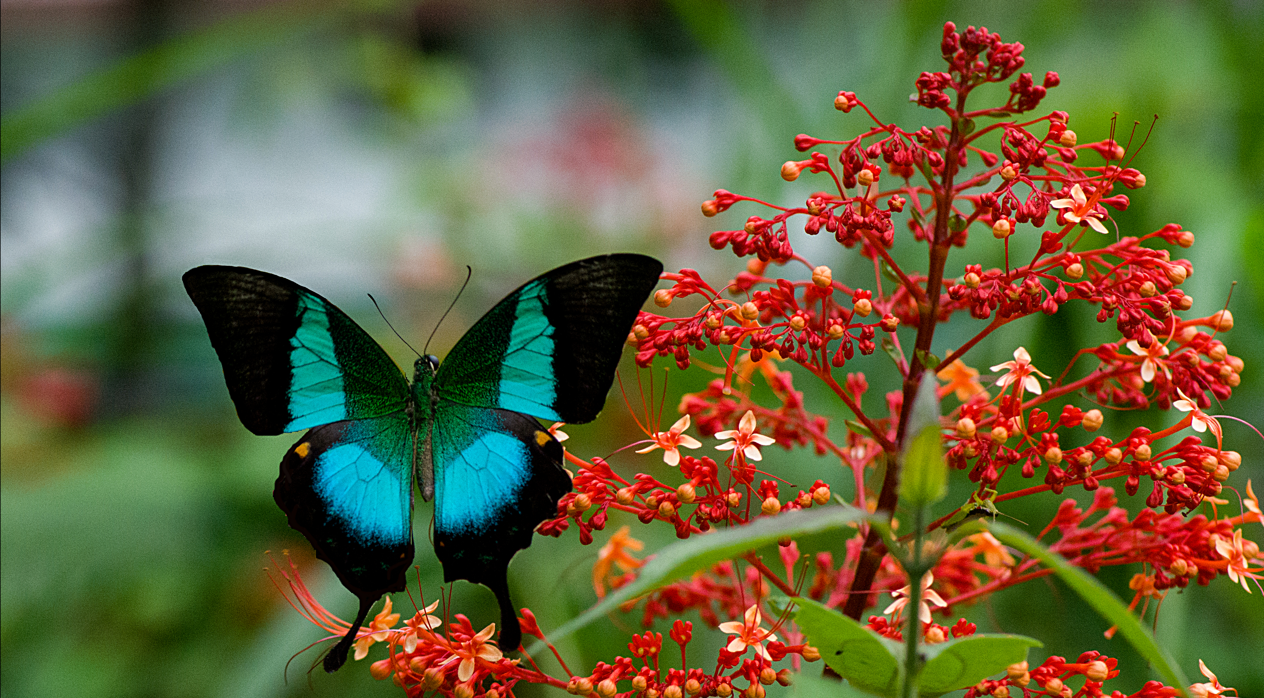Papilio Buddha Malabar Banded Peacock-Chamakkavu