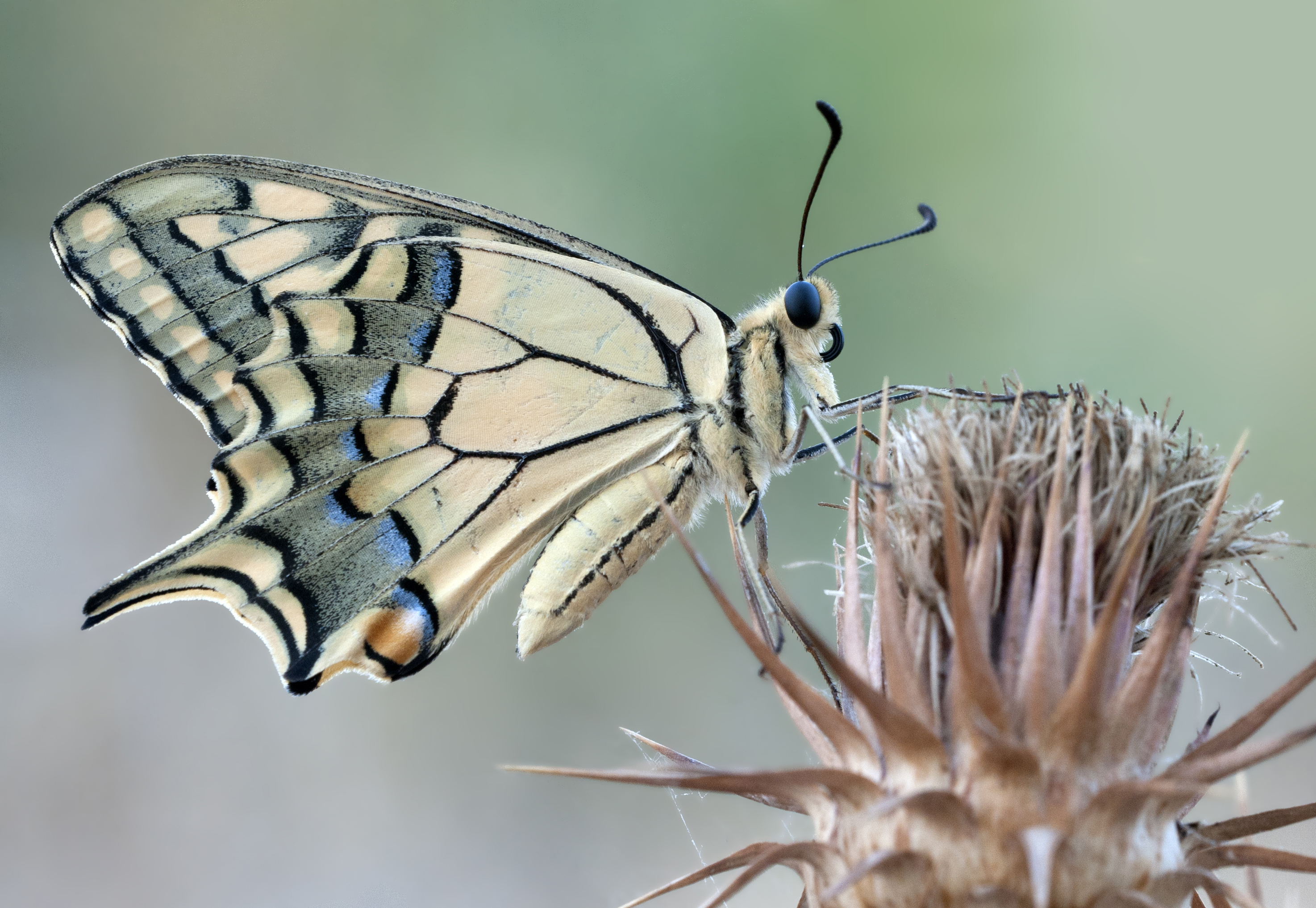 Papilio machaon - Swallowtail 1