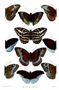Species of Adolias